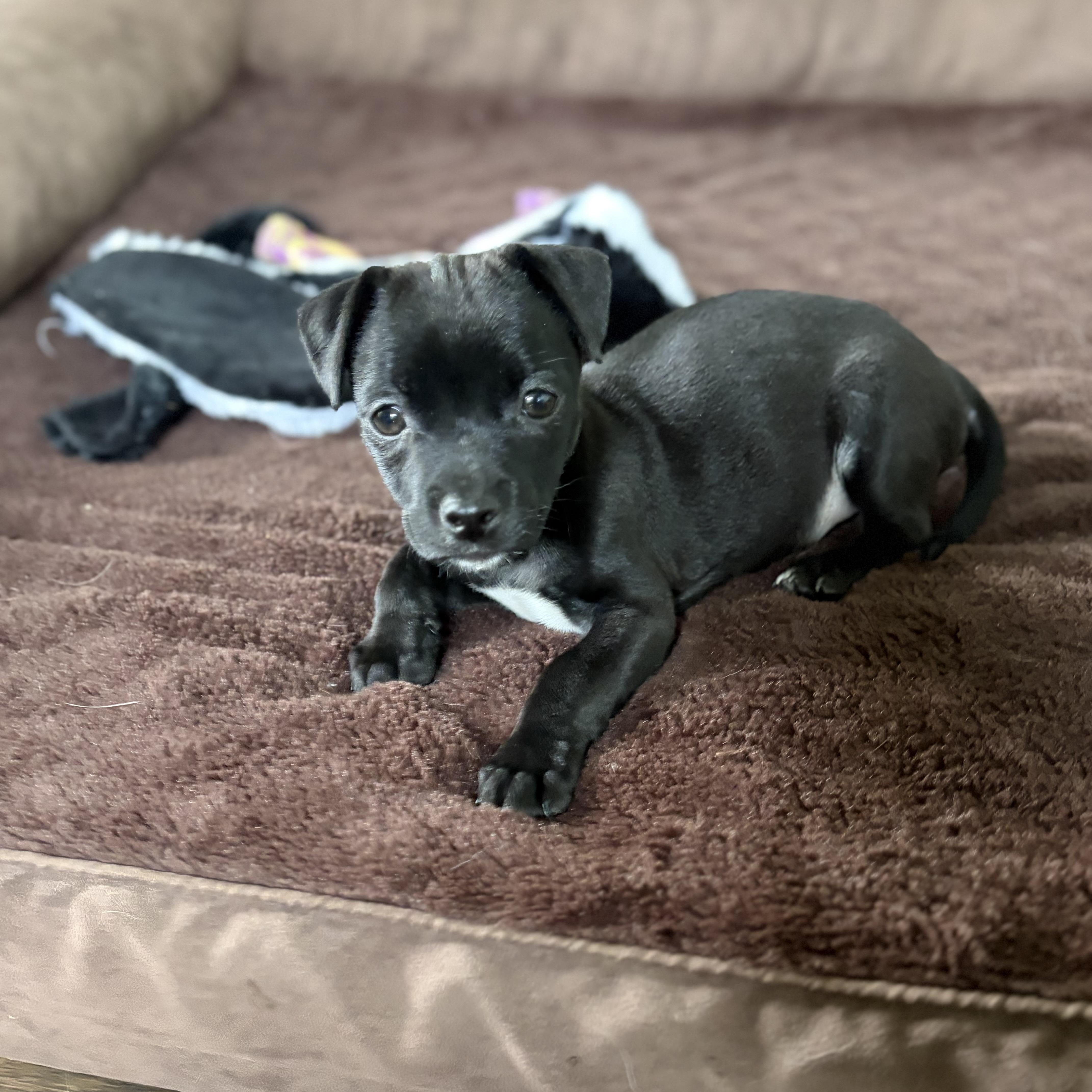 Enlarge Paul, an adopted mixed breed in Phoenix, AZ image 3/5