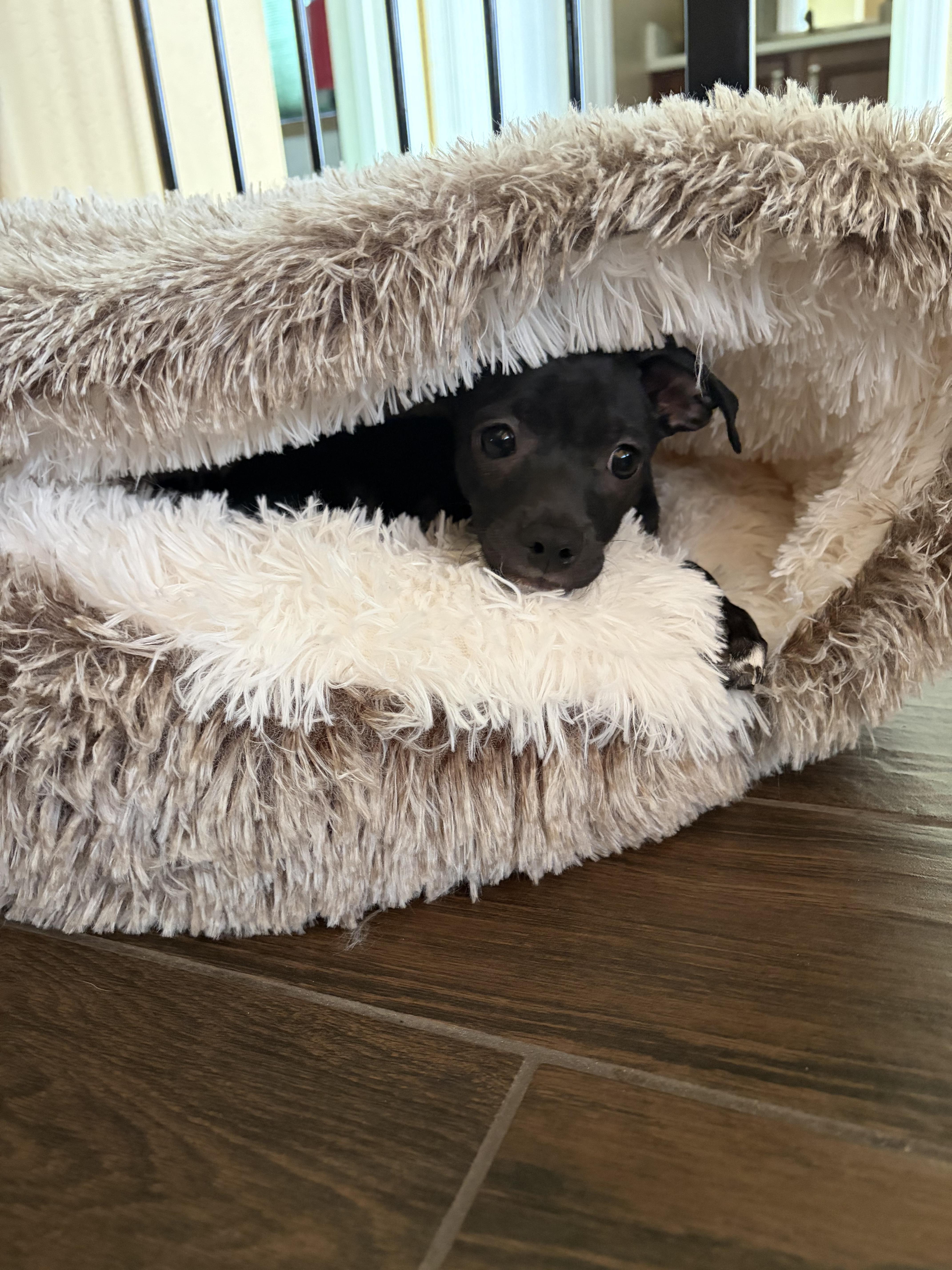 Enlarge Paul, an adopted mixed breed in Phoenix, AZ image 5/5