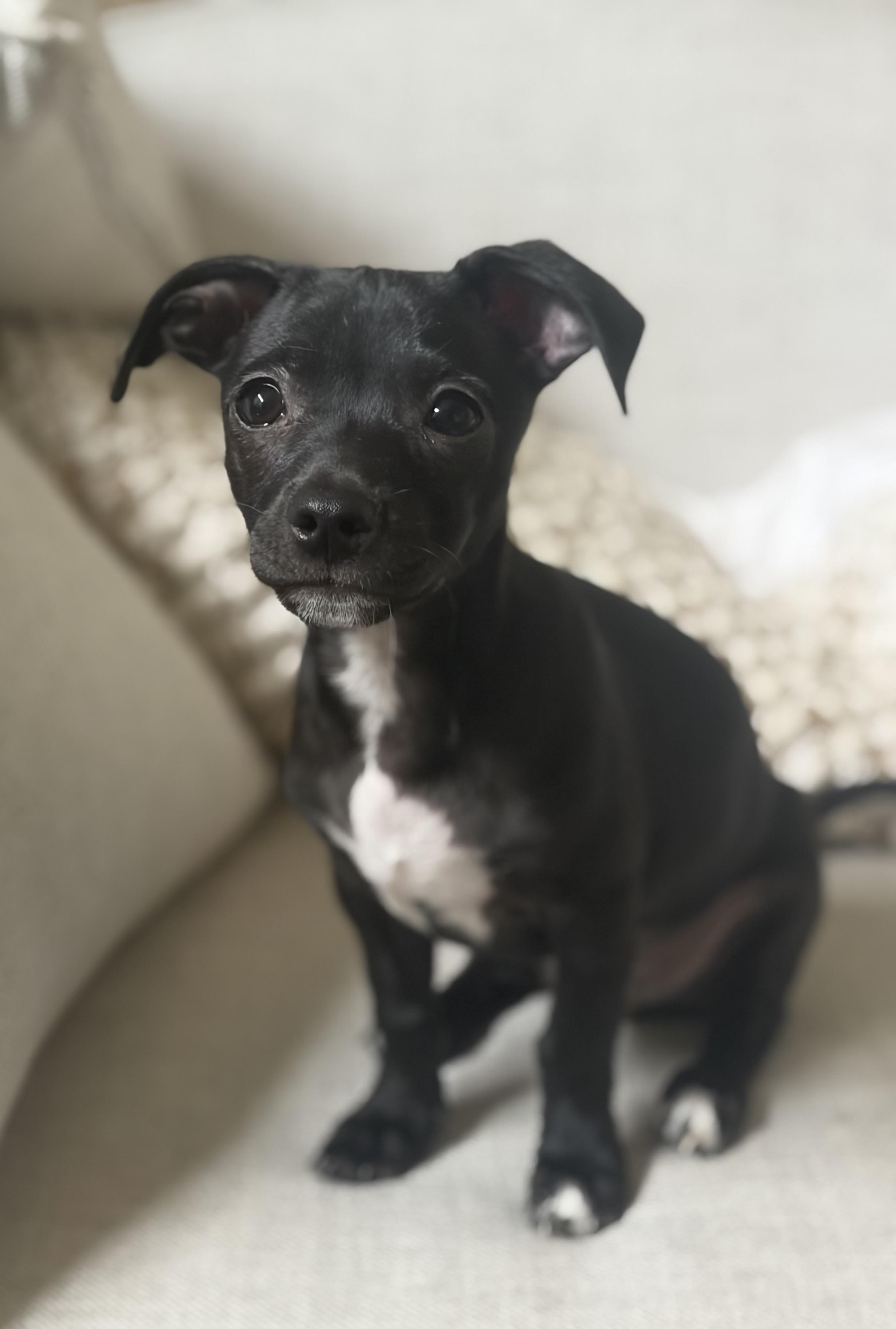Enlarge Paul, an adopted mixed breed in Phoenix, AZ image 4/5
