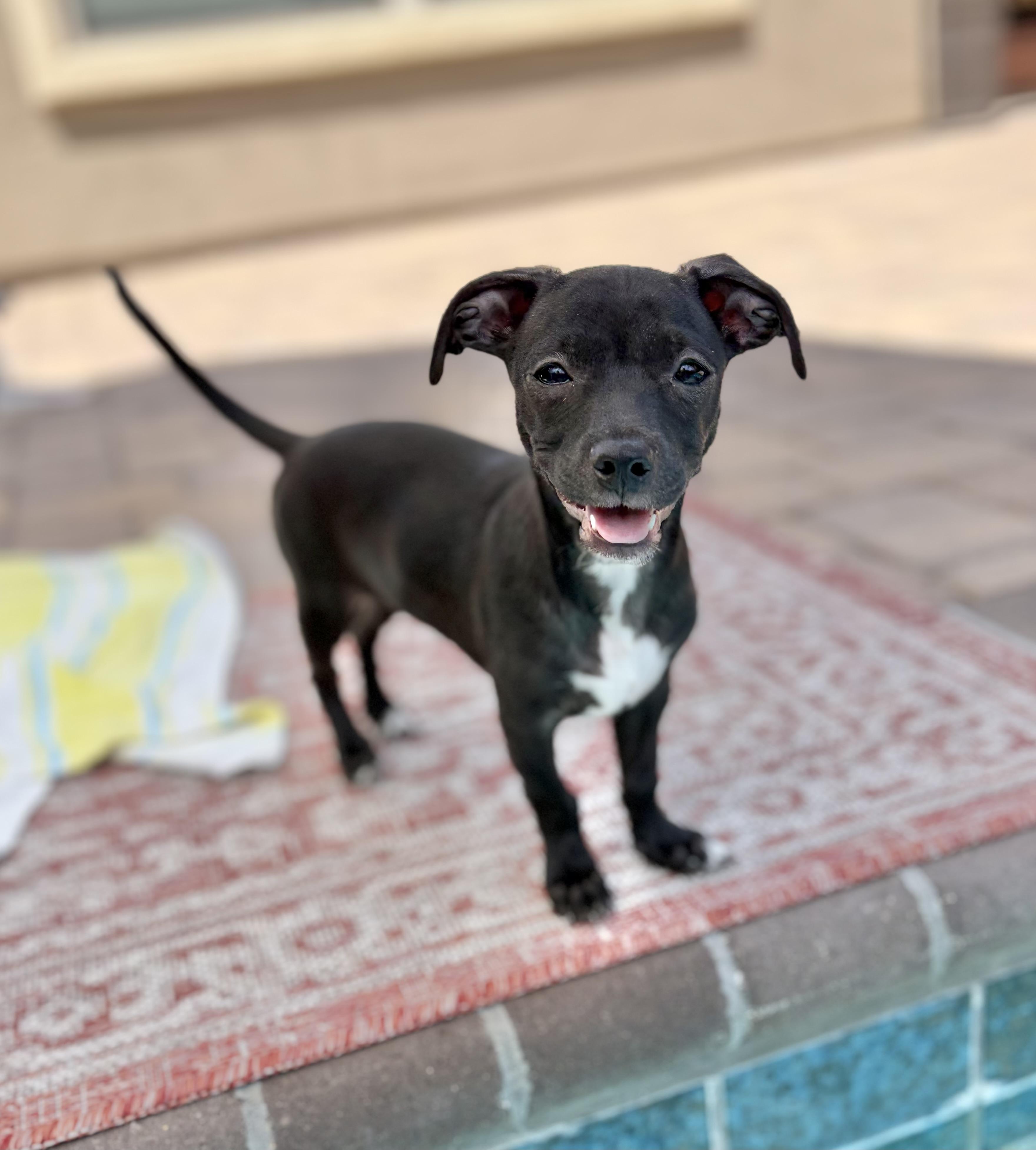 Enlarge Paul, an adopted mixed breed in Phoenix, AZ image 1/5
