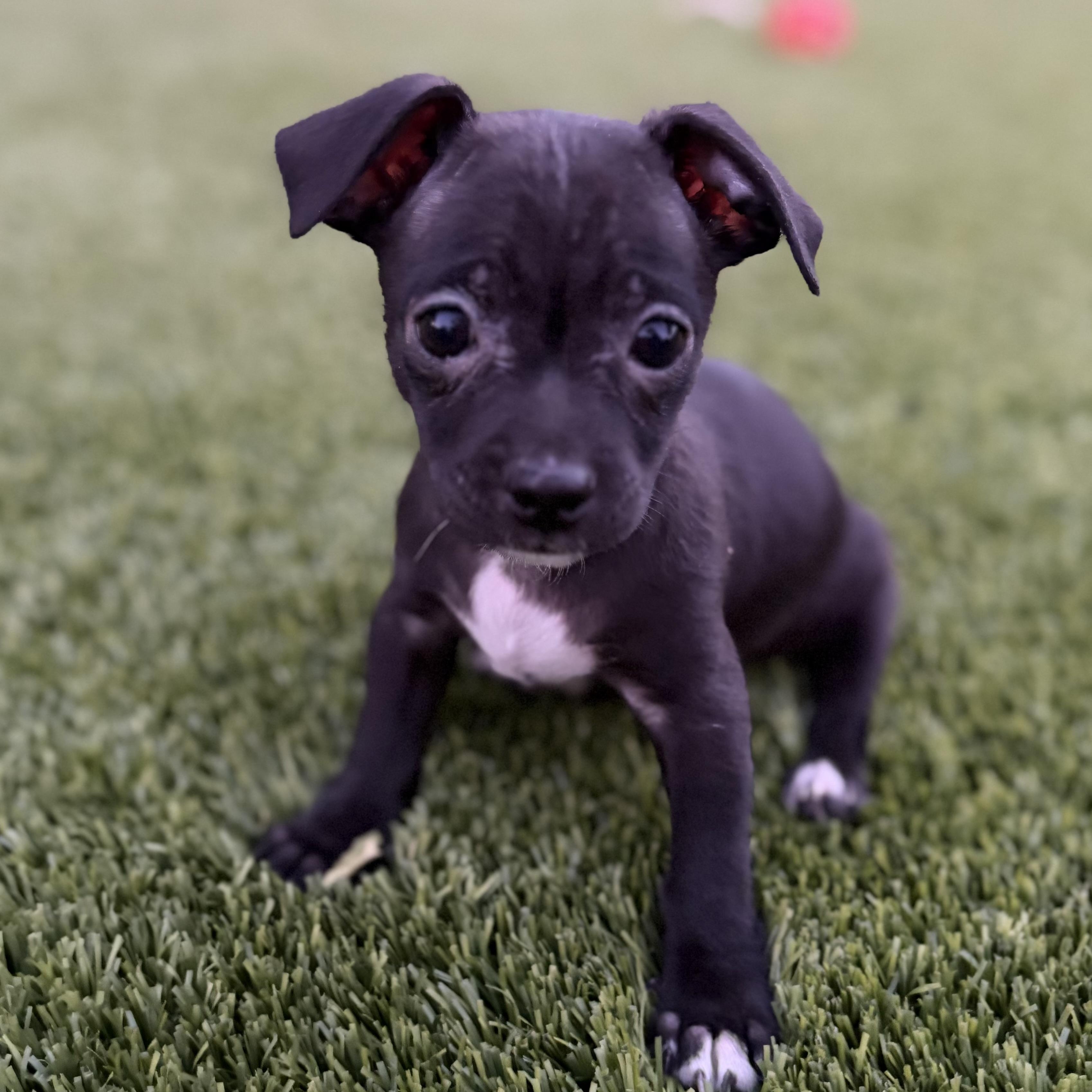 Enlarge Paul, an adopted mixed breed in Phoenix, AZ image 2/5