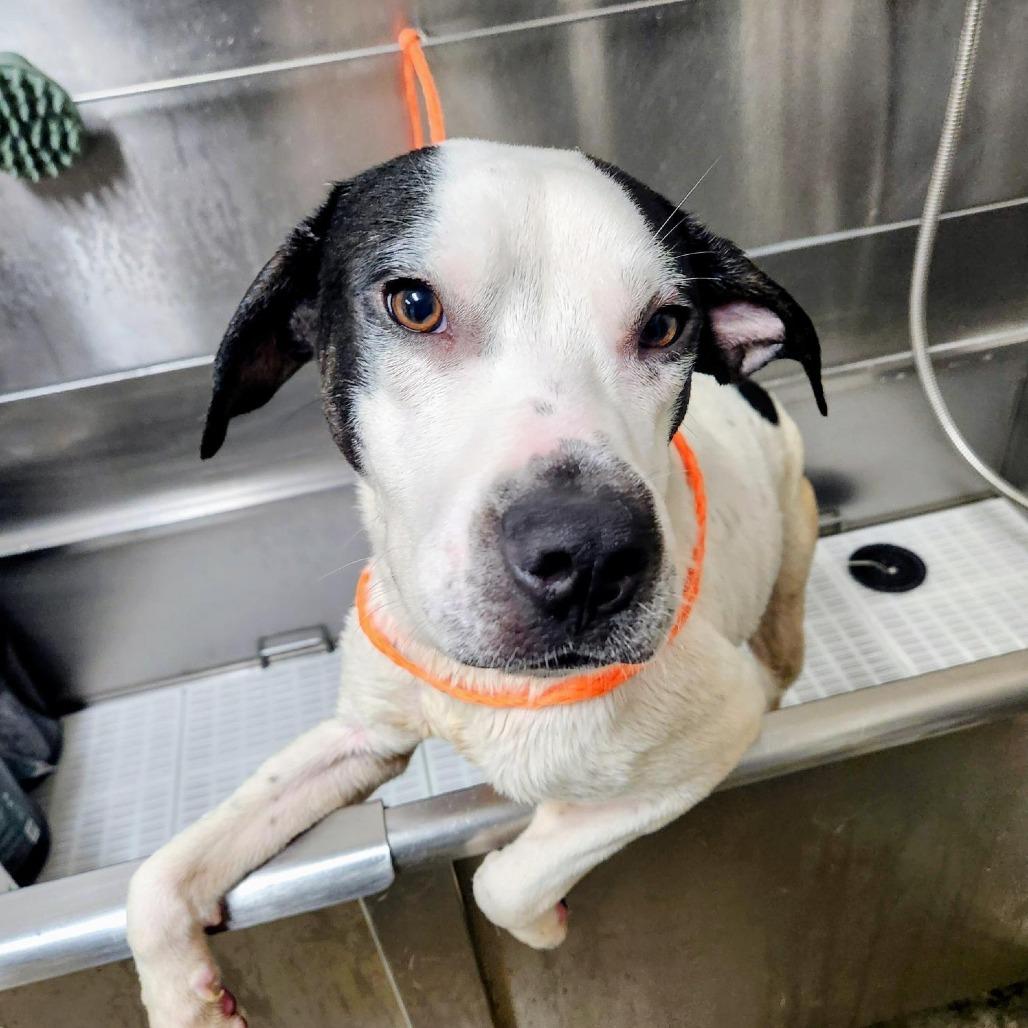 Enlarge Warrior, a Adoptable mixed breed in Bryan, TX image 2/2