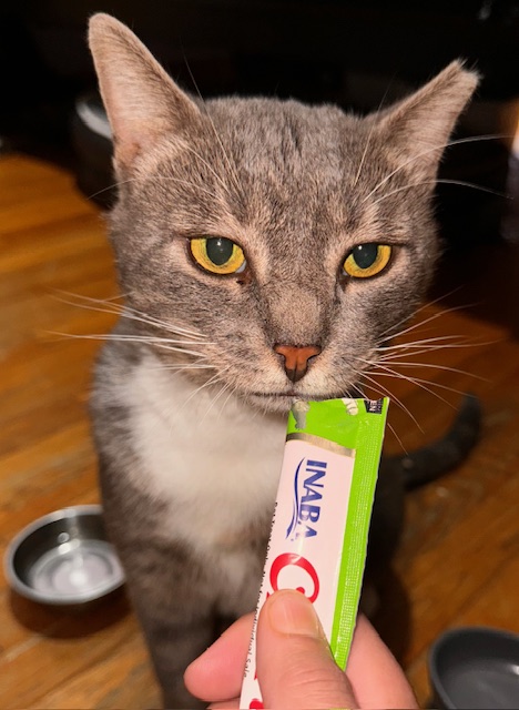 Louie, a Adoptable Domestic Short Hair in New York, NY image 5/6