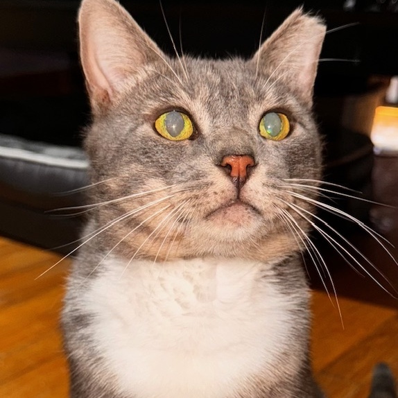 Louie, a Adoptable Domestic Short Hair in New York, NY image 1/6
