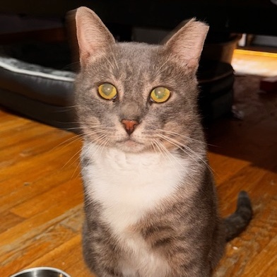 Louie, a Adoptable Domestic Short Hair in New York, NY image 4/6