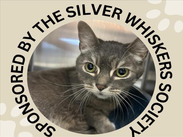 MAC, Adoptable, Adult Male Domestic Short Hair.