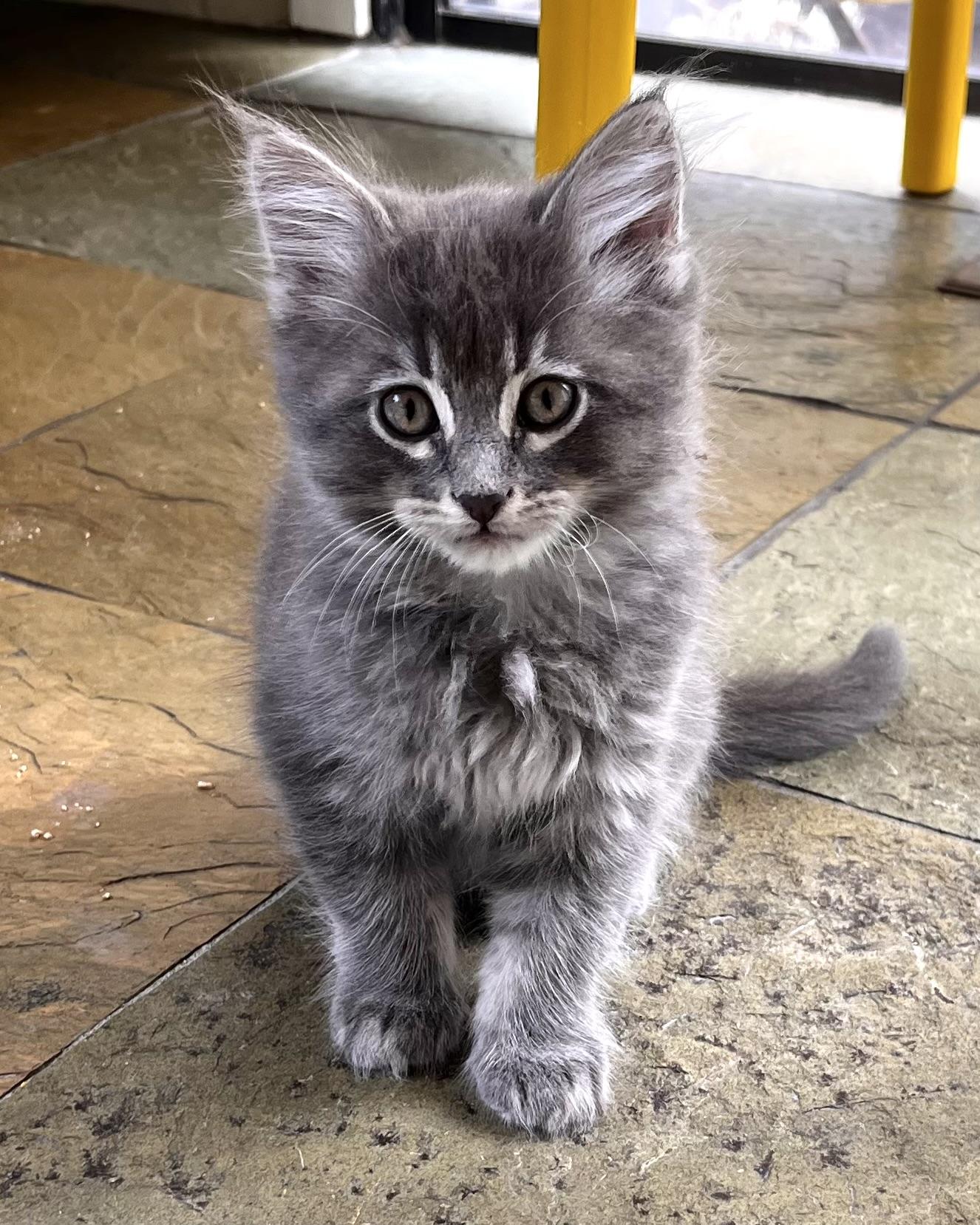 Enlarge Mini, a Adopted Domestic Medium Hair in San Francisco, CA image 1/6