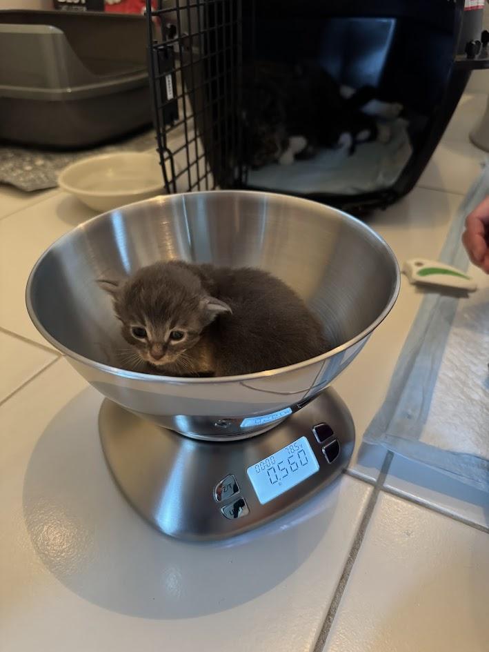 Enlarge Mini, a Adopted Domestic Medium Hair in San Francisco, CA image 2/6