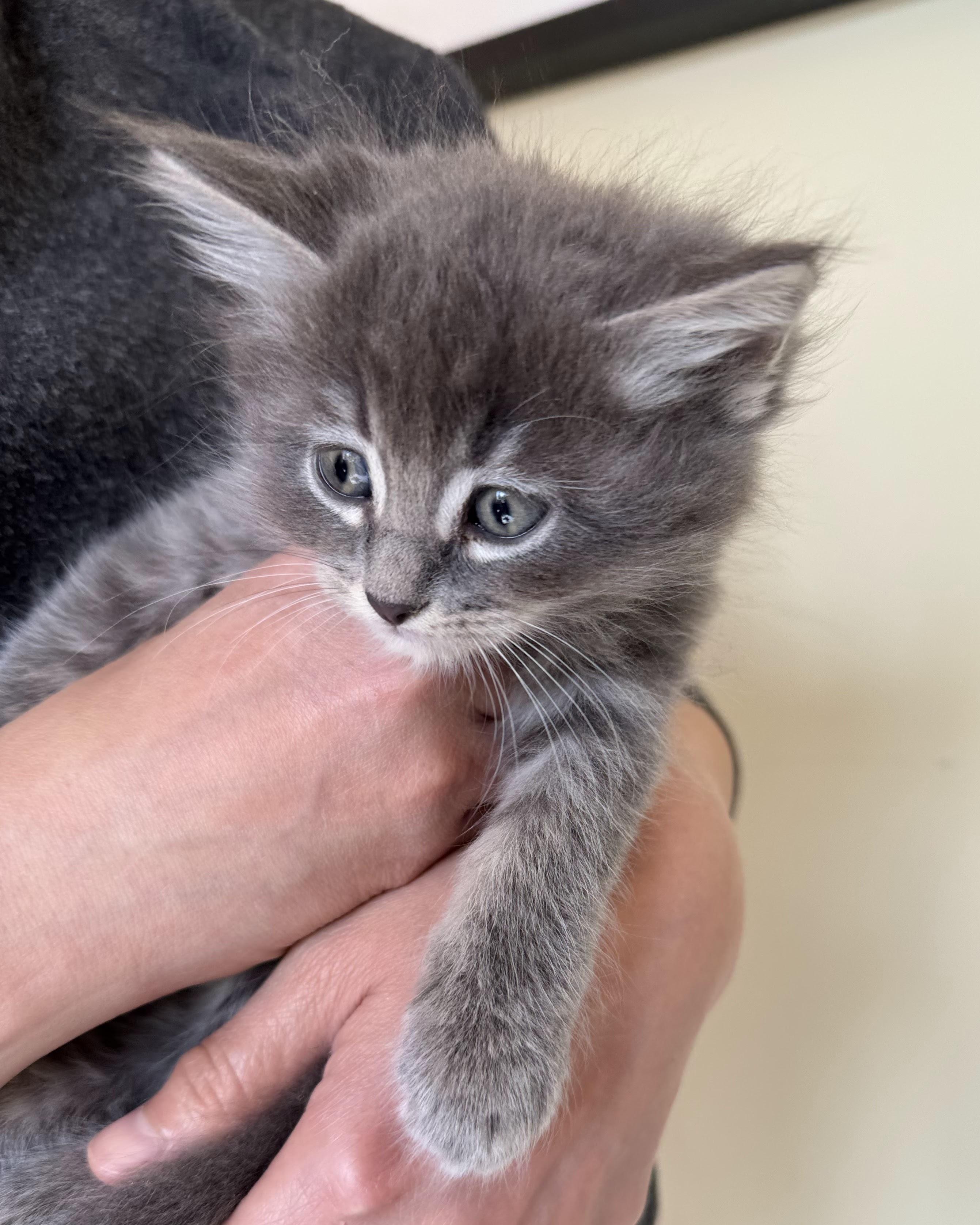 Enlarge Mini, a Adopted Domestic Medium Hair in San Francisco, CA image 5/6