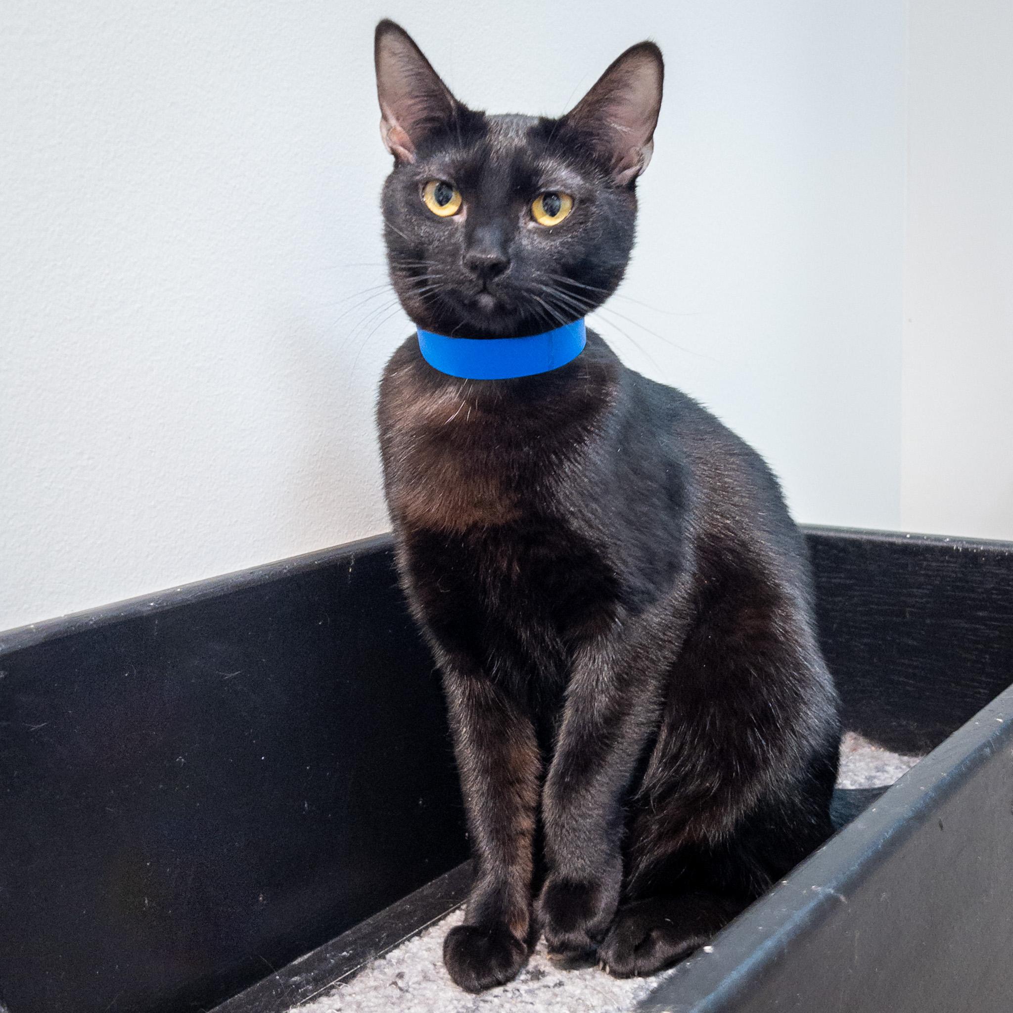 Nellie, ADOPTABLE, Young Female Domestic Short Hair.