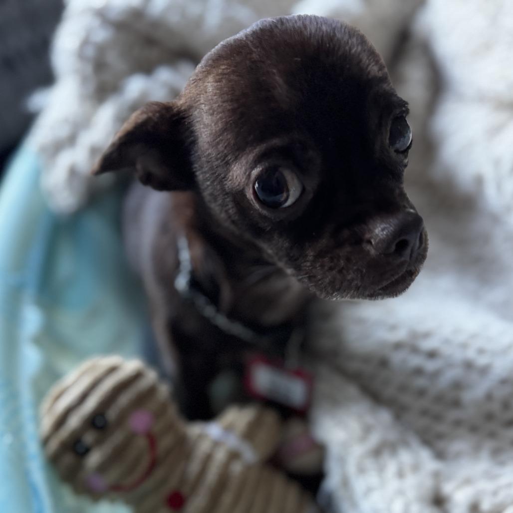 India, Adoptable, Adult Female Chihuahua.