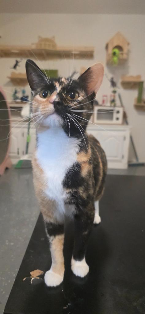 Mosiac, a Adoptable mixed breed in Miami, OK image 2/5