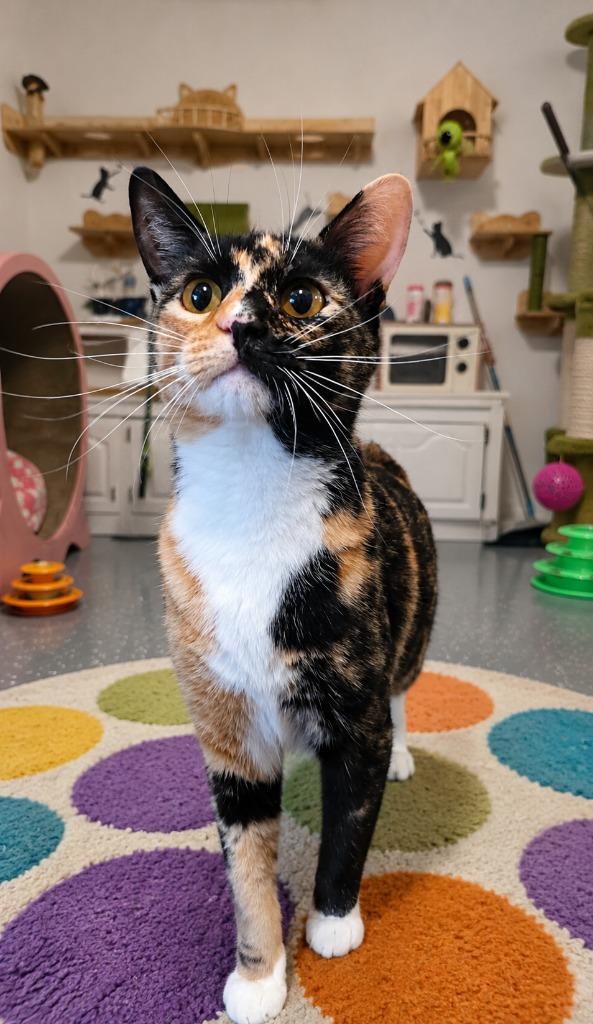Mosiac, a Adoptable mixed breed in Miami, OK image 4/5