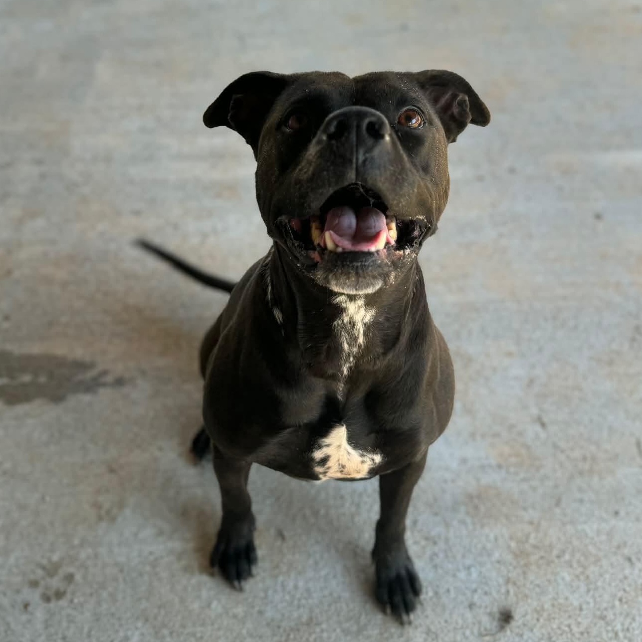 Enlarge Luci Noodles -- Courtesy Post, a Adoptable mixed breed in Frederick, MD image 3/5