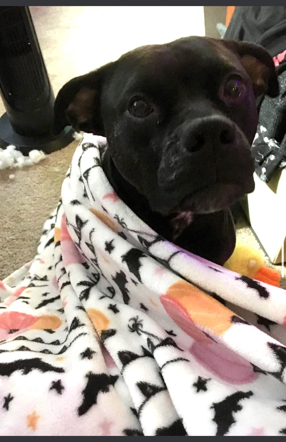 Enlarge Luci Noodles -- Courtesy Post, a Adoptable mixed breed in Frederick, MD image 2/5