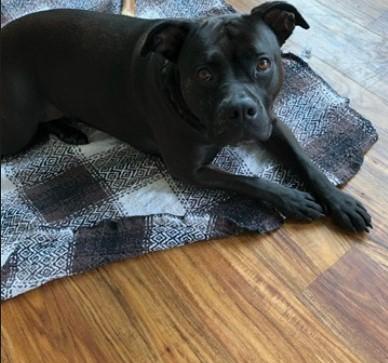 Enlarge Luci Noodles -- Courtesy Post, a Adoptable mixed breed in Frederick, MD image 5/5