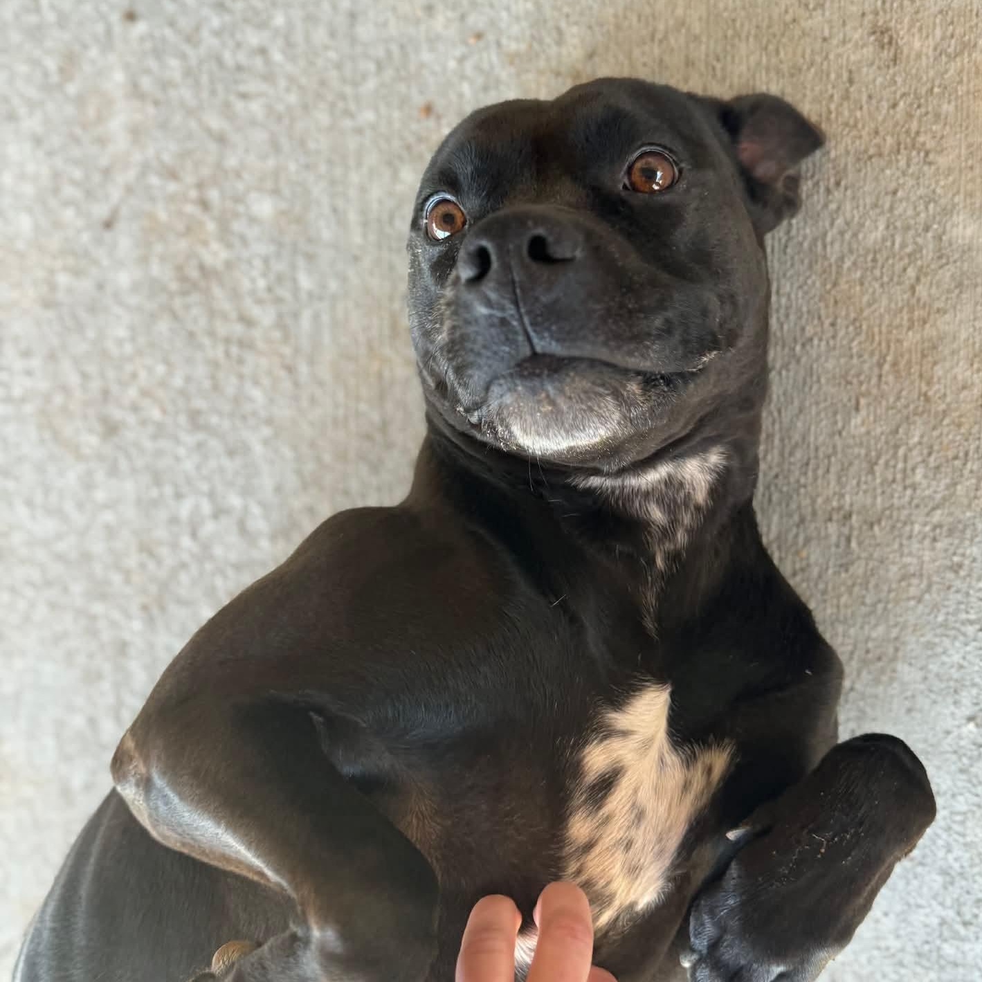 Enlarge Luci Noodles -- Courtesy Post, a Adoptable mixed breed in Frederick, MD image 1/5