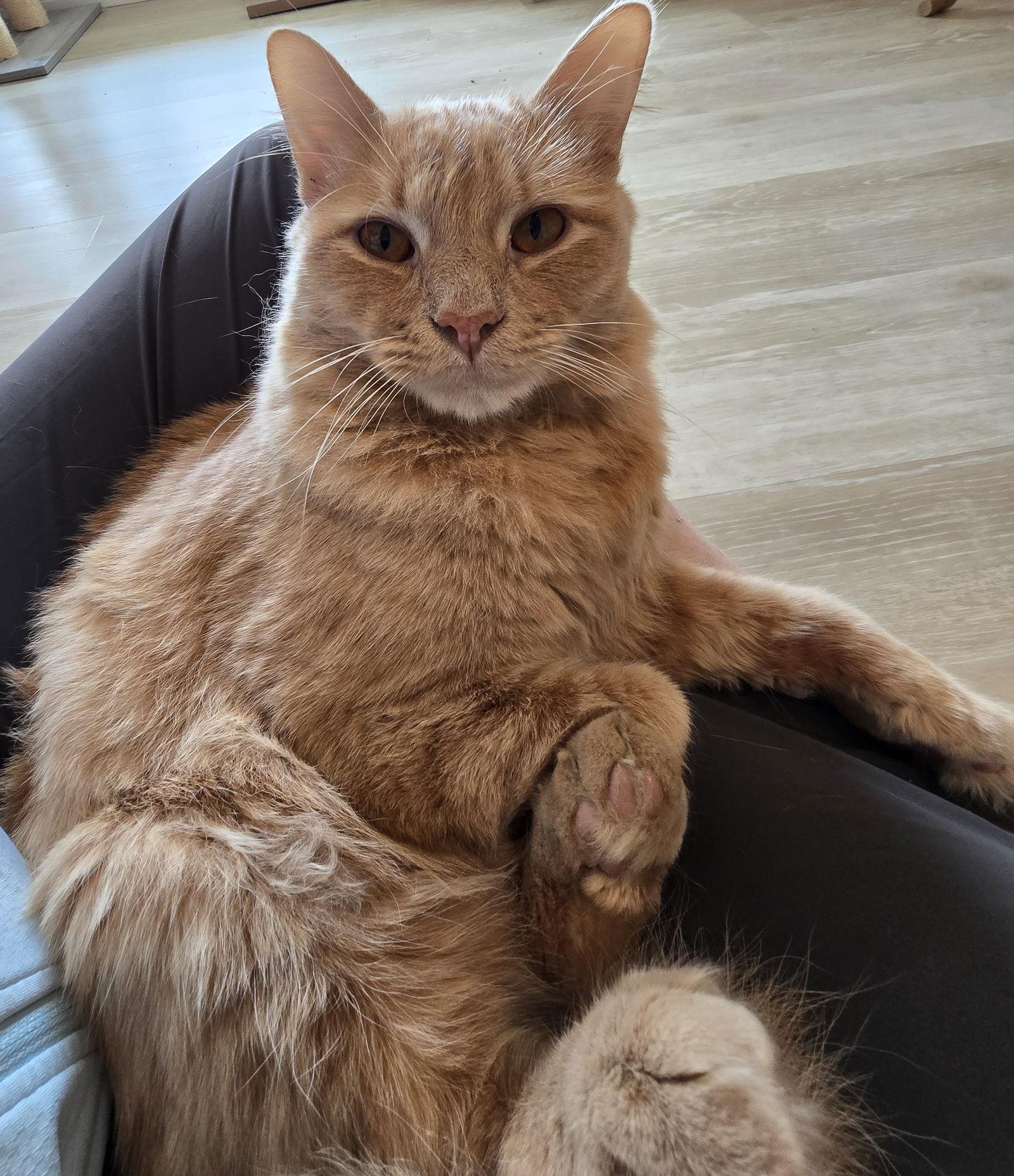 Enlarge Jerry, a Adoptable Domestic Short Hair in Rowlett, TX image 3/3