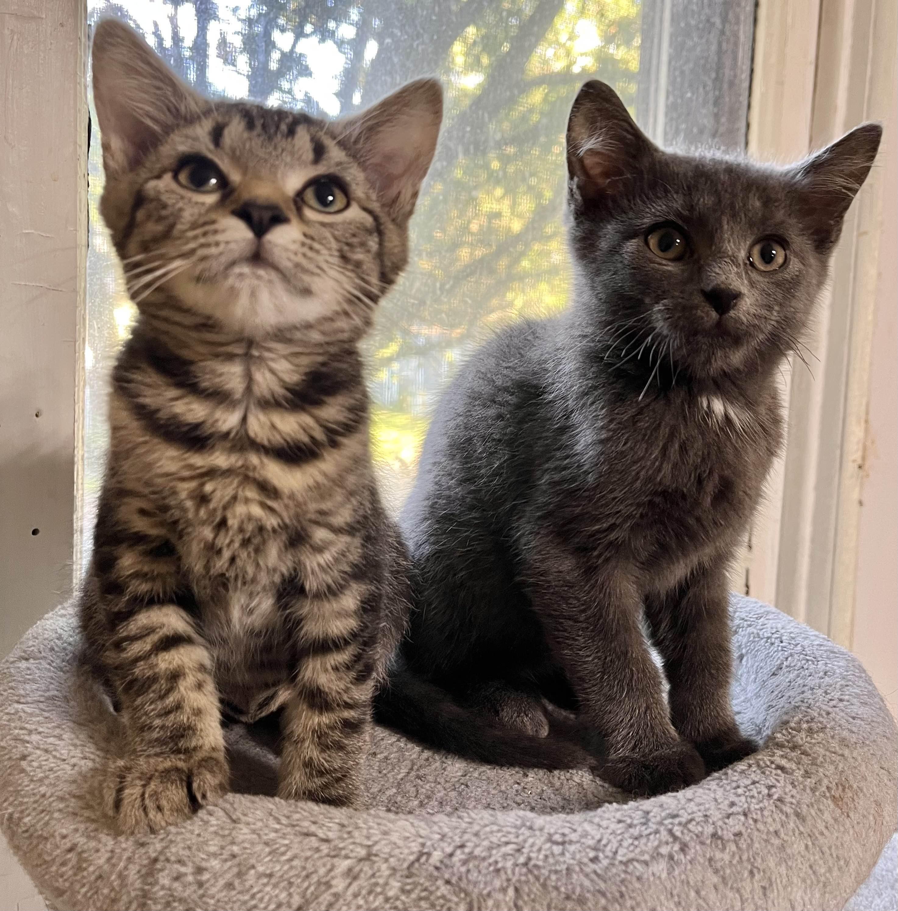 Cleo, Adoptable, Kitten Female Domestic Short Hair.