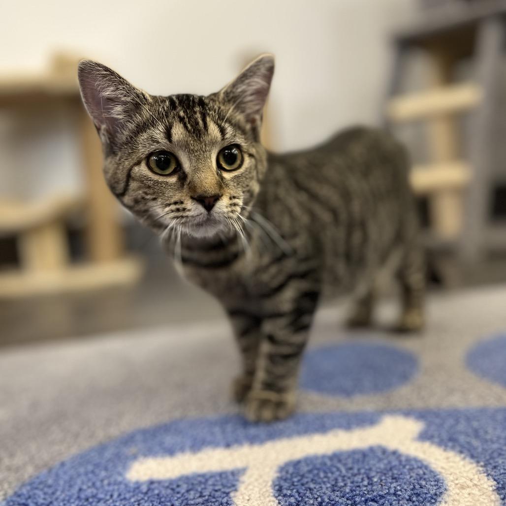 Enlarge Cleo, a Adoptable Domestic Short Hair in Kenosha, WI image 3/6