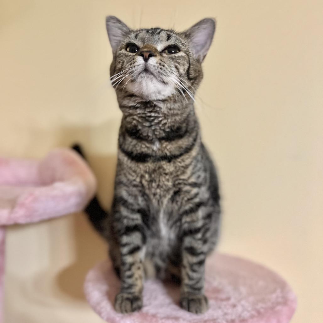 Enlarge Cleo, a Adoptable Domestic Short Hair in Kenosha, WI image 6/6