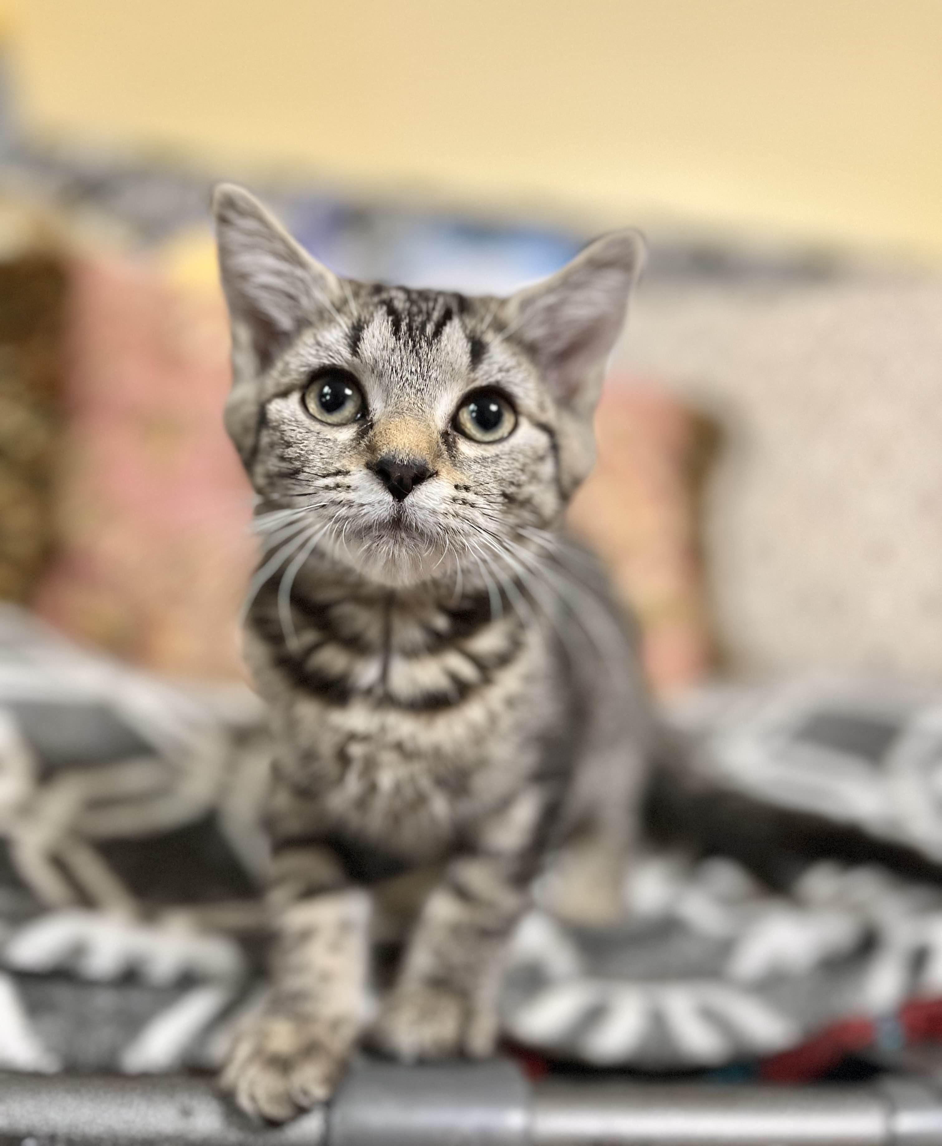 Cleo, a Adoptable Domestic Short Hair in Kenosha, WI image 2/6