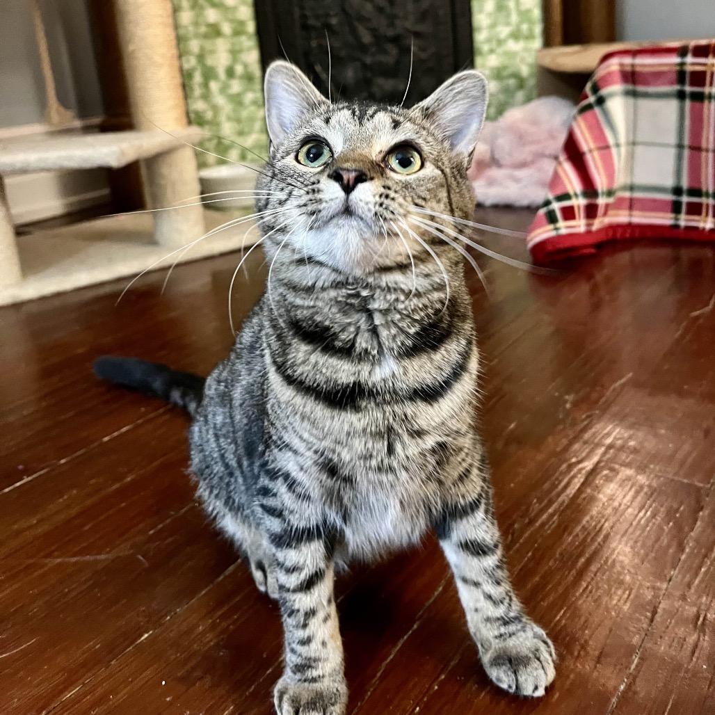 Cleo, Adoptable, Kitten Female Domestic Short Hair.