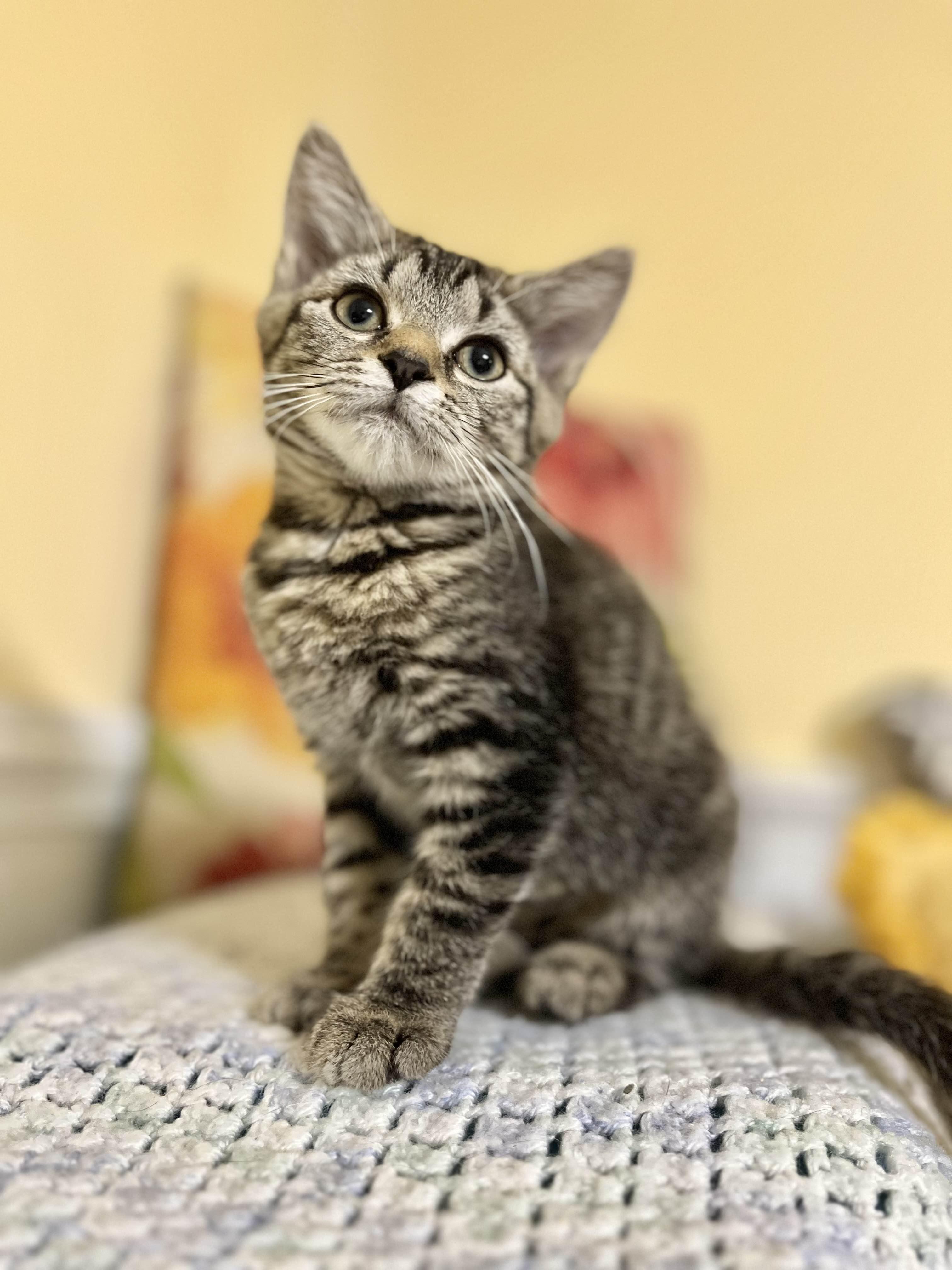 Cleo, a Adoptable Domestic Short Hair in Kenosha, WI image 3/6