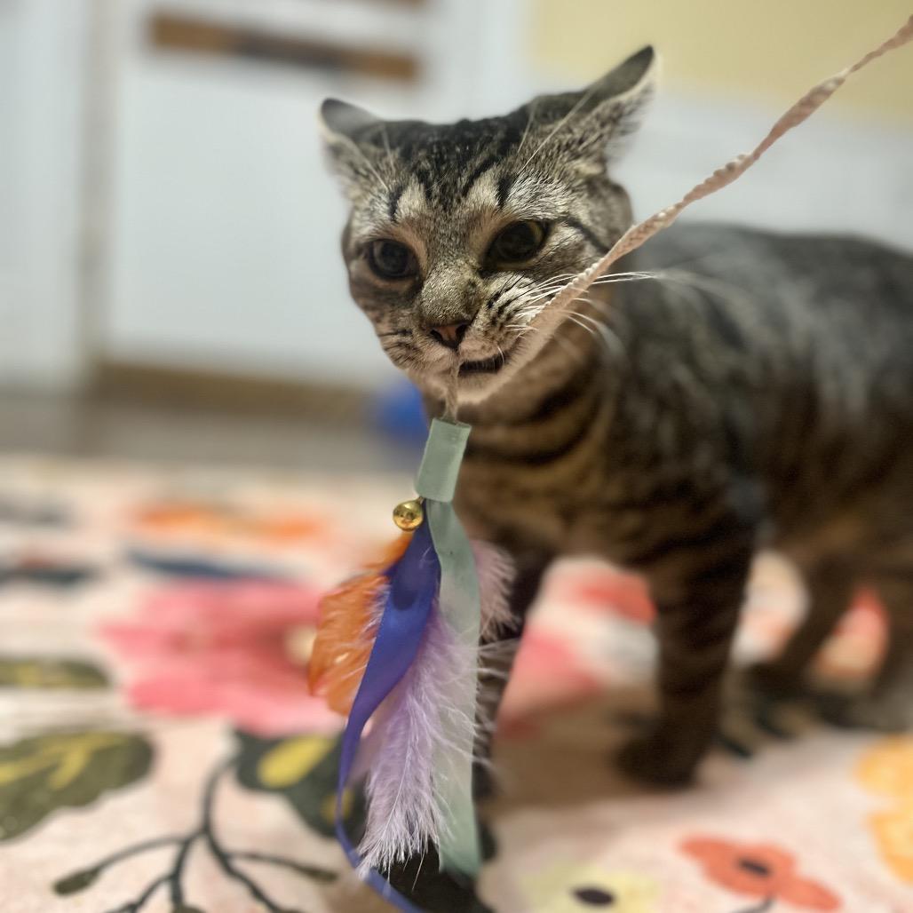 Enlarge Cleo, a Adoptable Domestic Short Hair in Kenosha, WI image 4/6