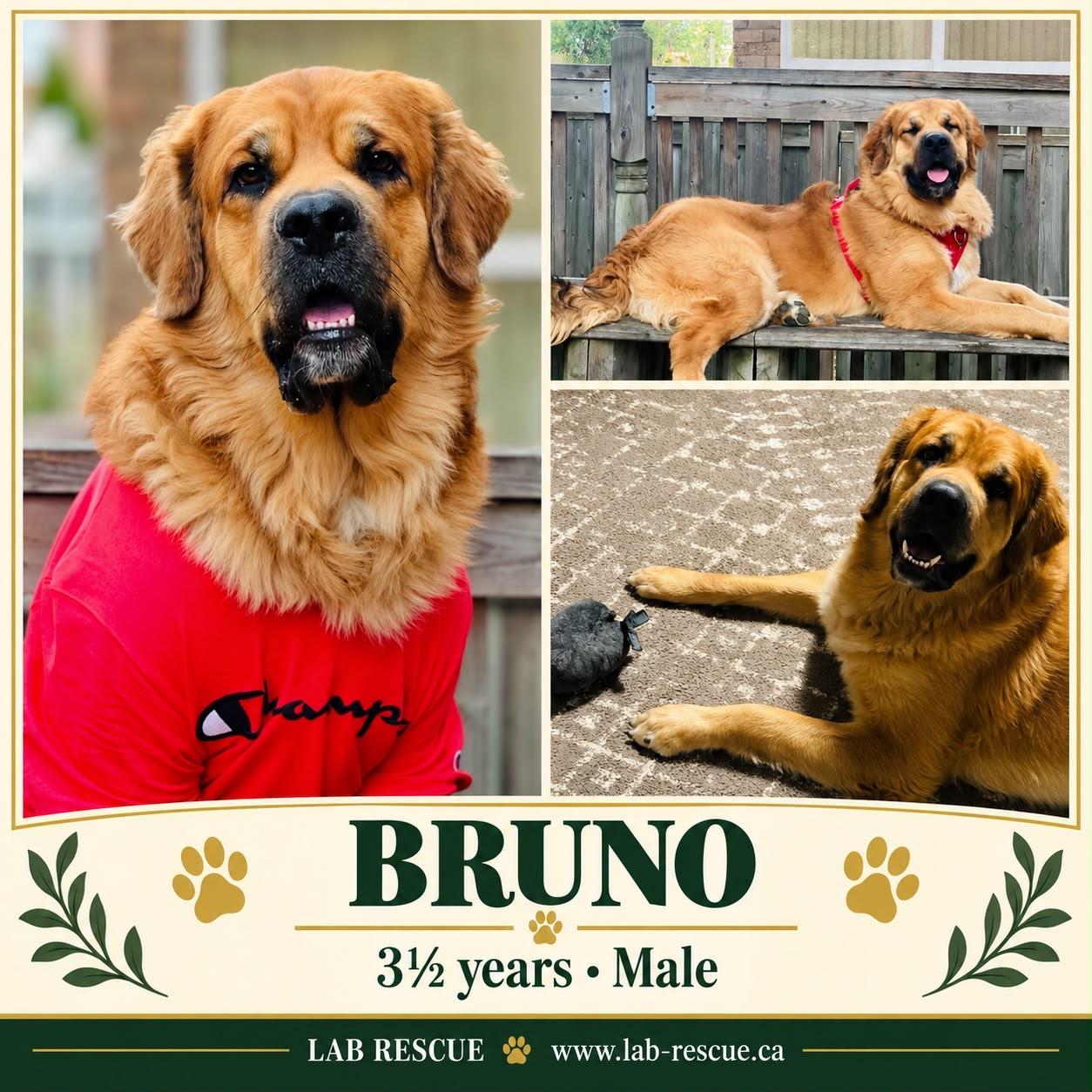 Bruno, Adoptable, Young Male Bernese Mountain Dog & Labrador Retriever.