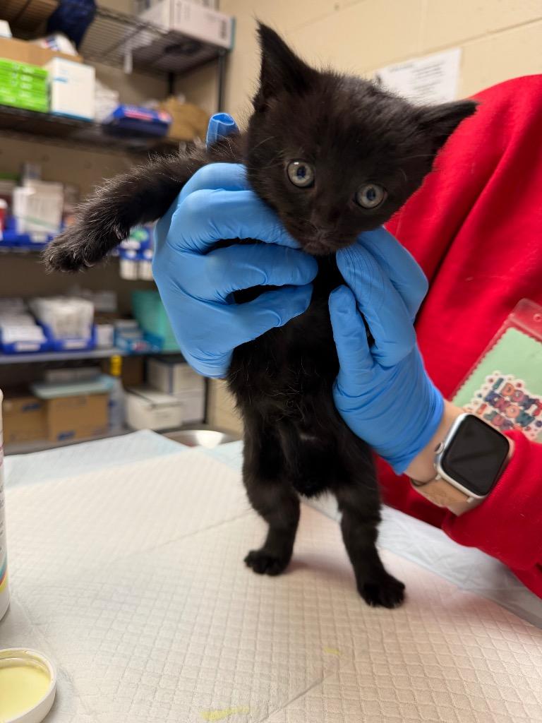 KARMA, Adoptable, Kitten Female Domestic Short Hair.
