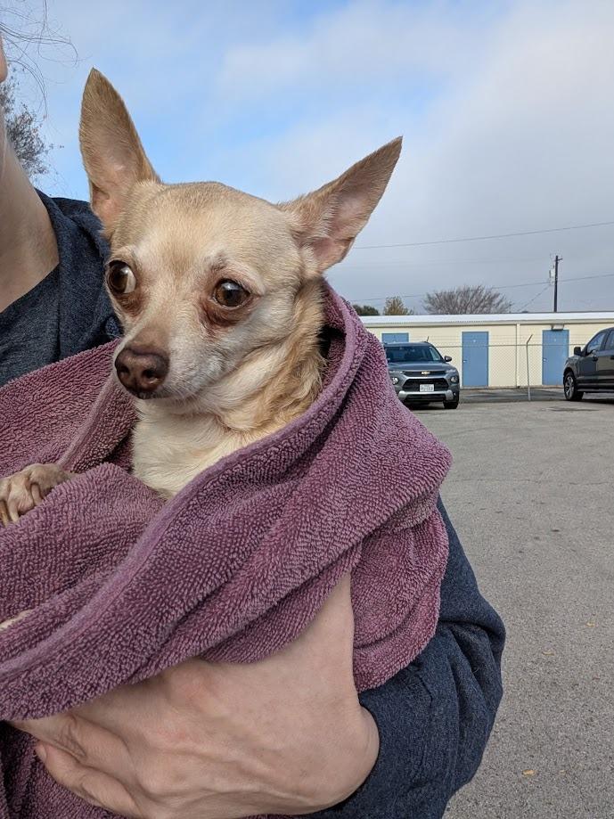 Daisy - adoption pending, Adoptable, Adult Female Chihuahua & Rat Terrier.