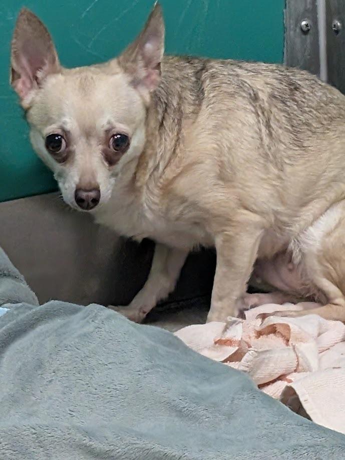 Enlarge Daisy - adoption pending, a Adoptable mixed breed in Bryan, TX image 2/4