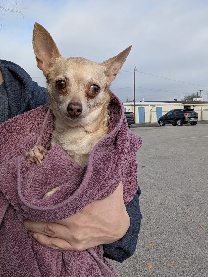 Enlarge Daisy - adoption pending, a Adoptable mixed breed in Bryan, TX image 3/4