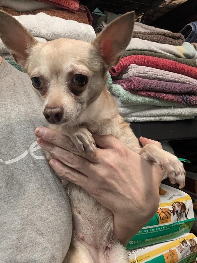 Enlarge Daisy - adoption pending, a Adoptable mixed breed in Bryan, TX image 4/4