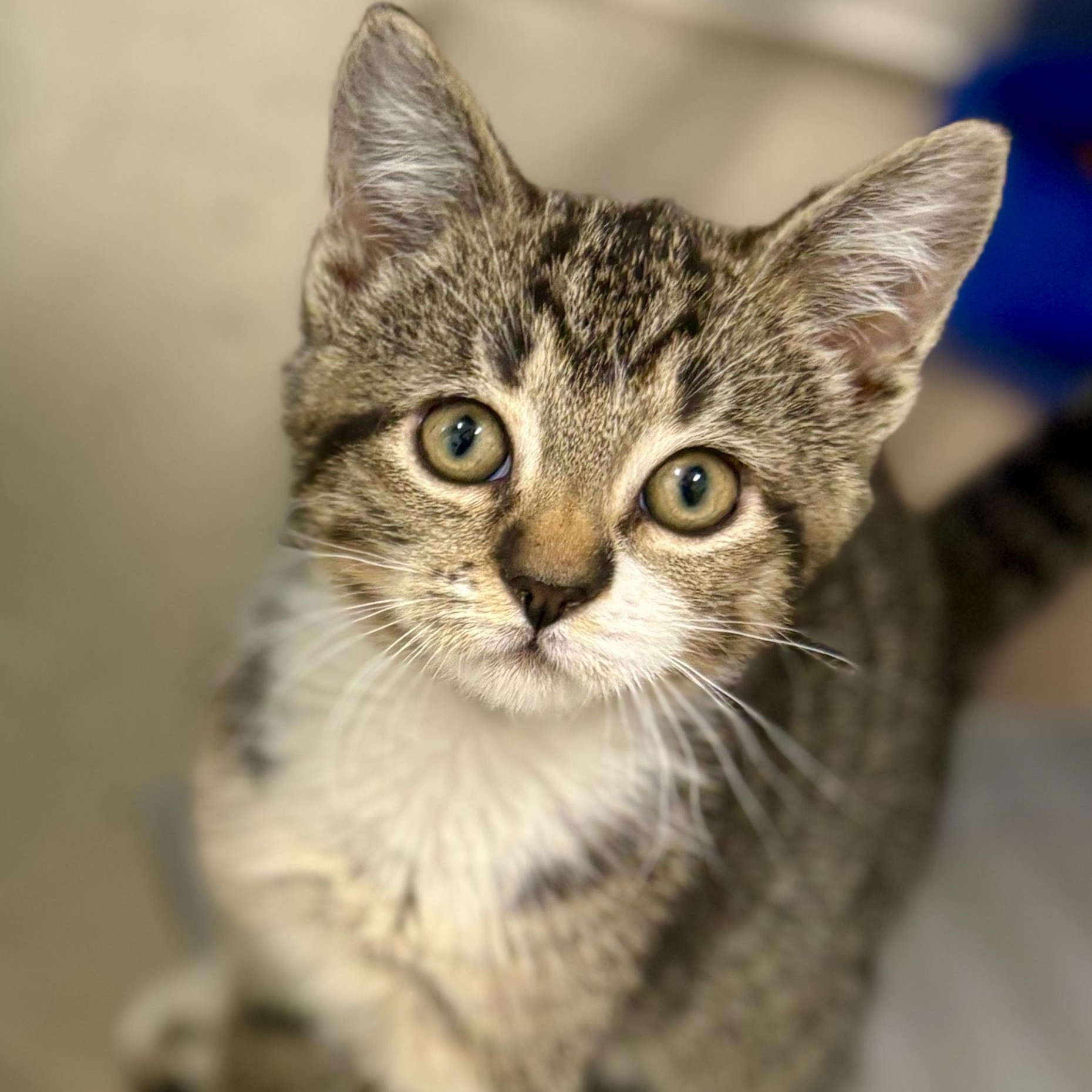 Enlarge Jill, a Adopted Domestic Short Hair in St Stephen, NB image 1/1