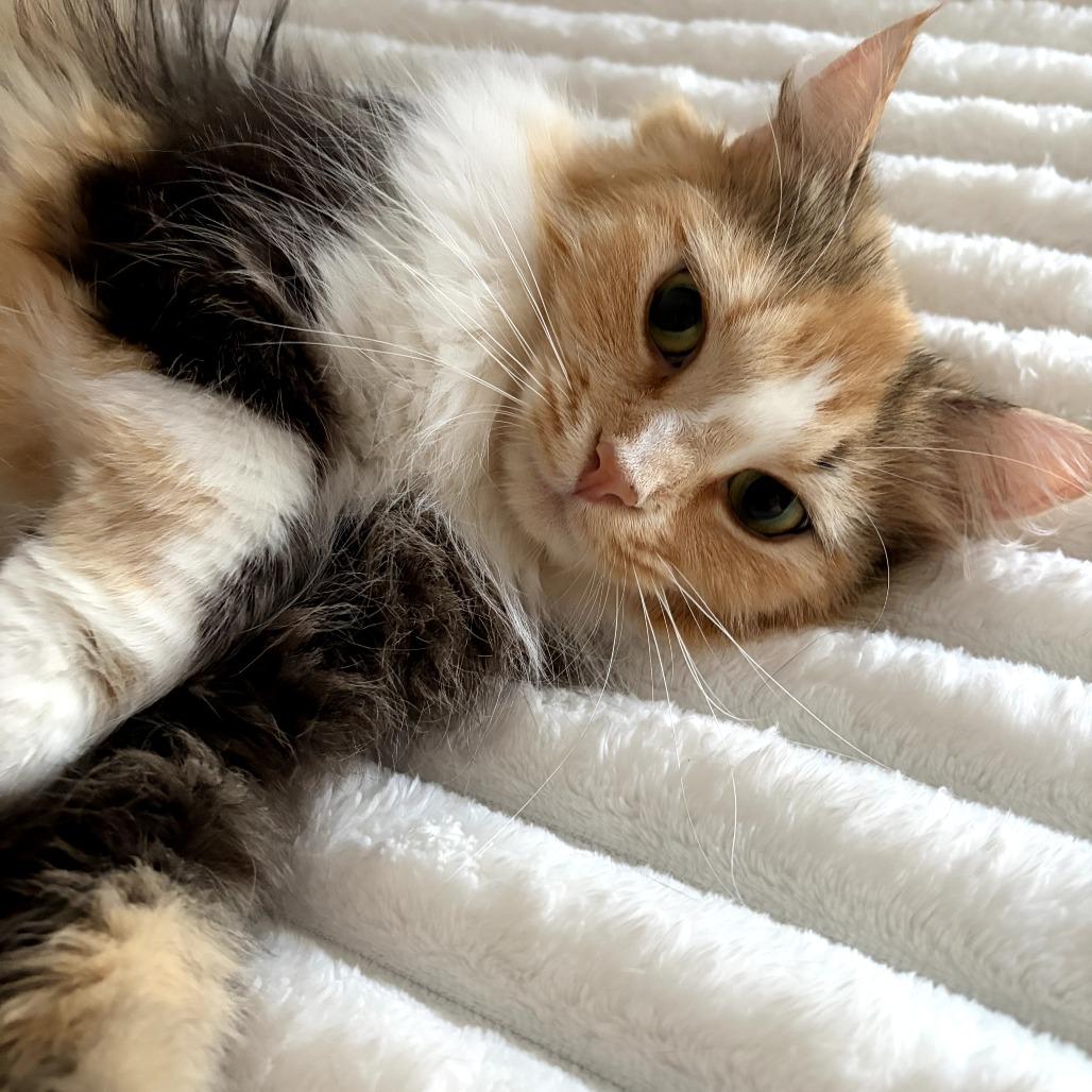 Gladys, a Adoptable Domestic Long Hair in Lexington, KY image 1/3