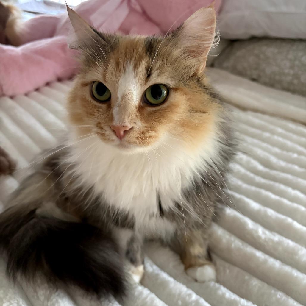 Gladys, a Adoptable Domestic Long Hair in Lexington, KY image 2/3