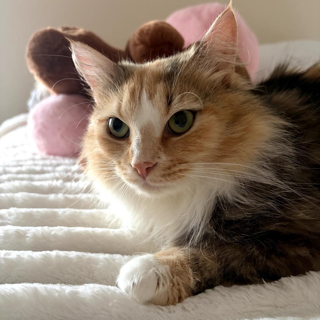 Gladys, a Adoptable Domestic Long Hair in Lexington, KY image 3/3