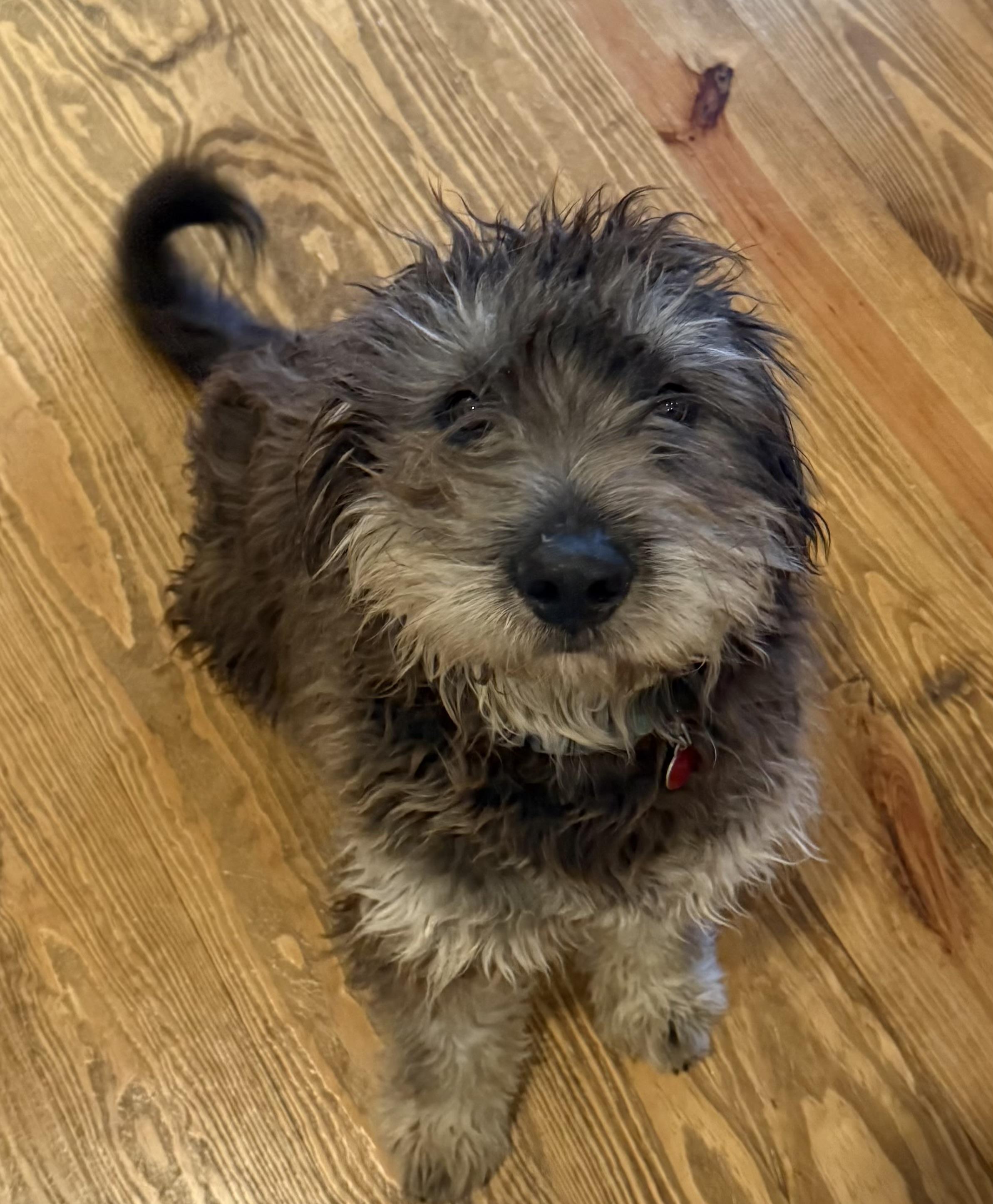 Jefferson, a ADOPTABLE mixed breed in Franklin, TN image 1/2