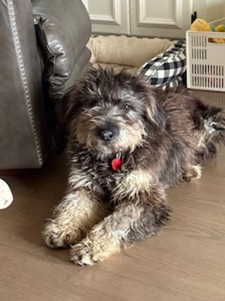 Jefferson: Pick Me! , adoptable, Young Male Schnoodle & Poodle.