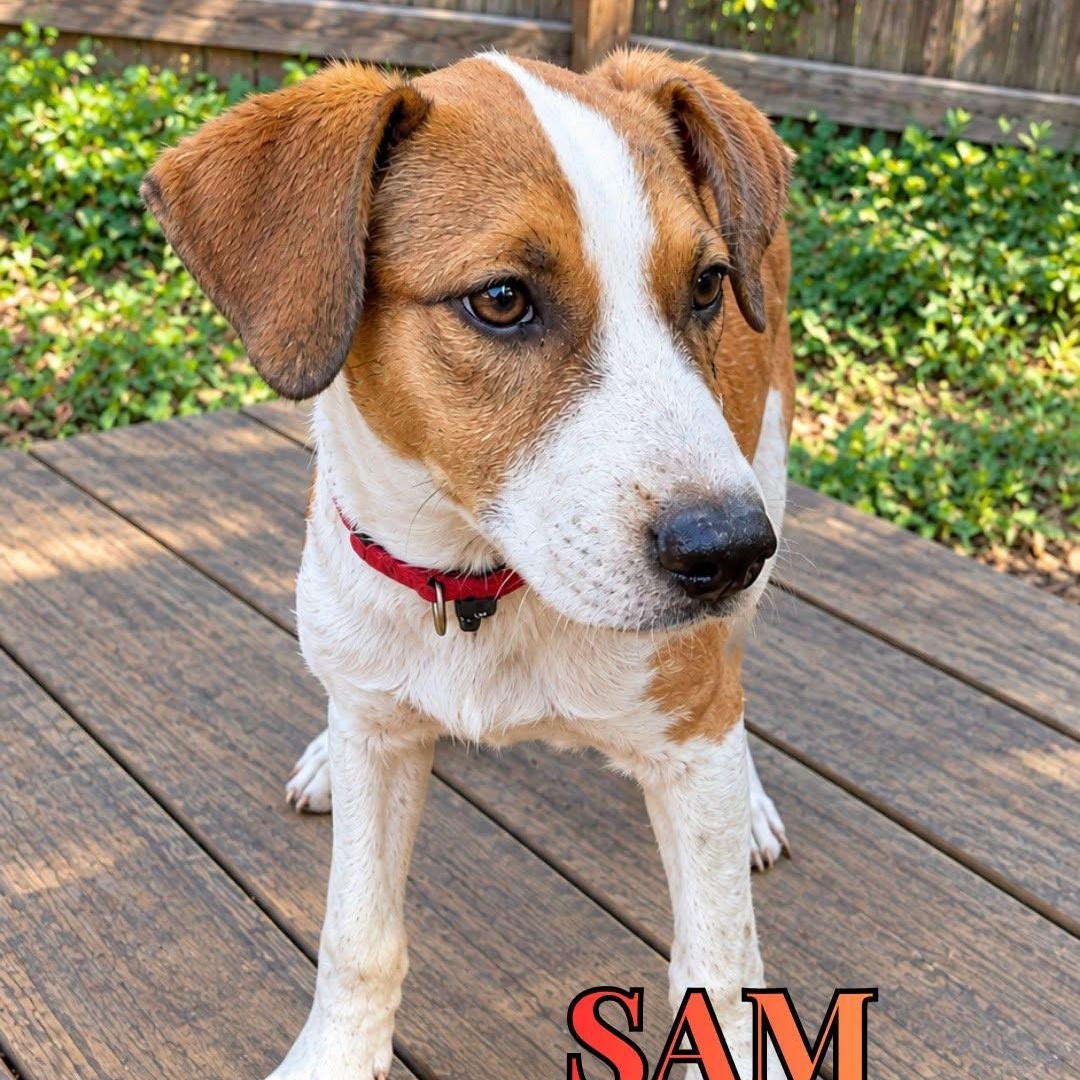 Sam, Adoptable, Young Male Mixed Breed.