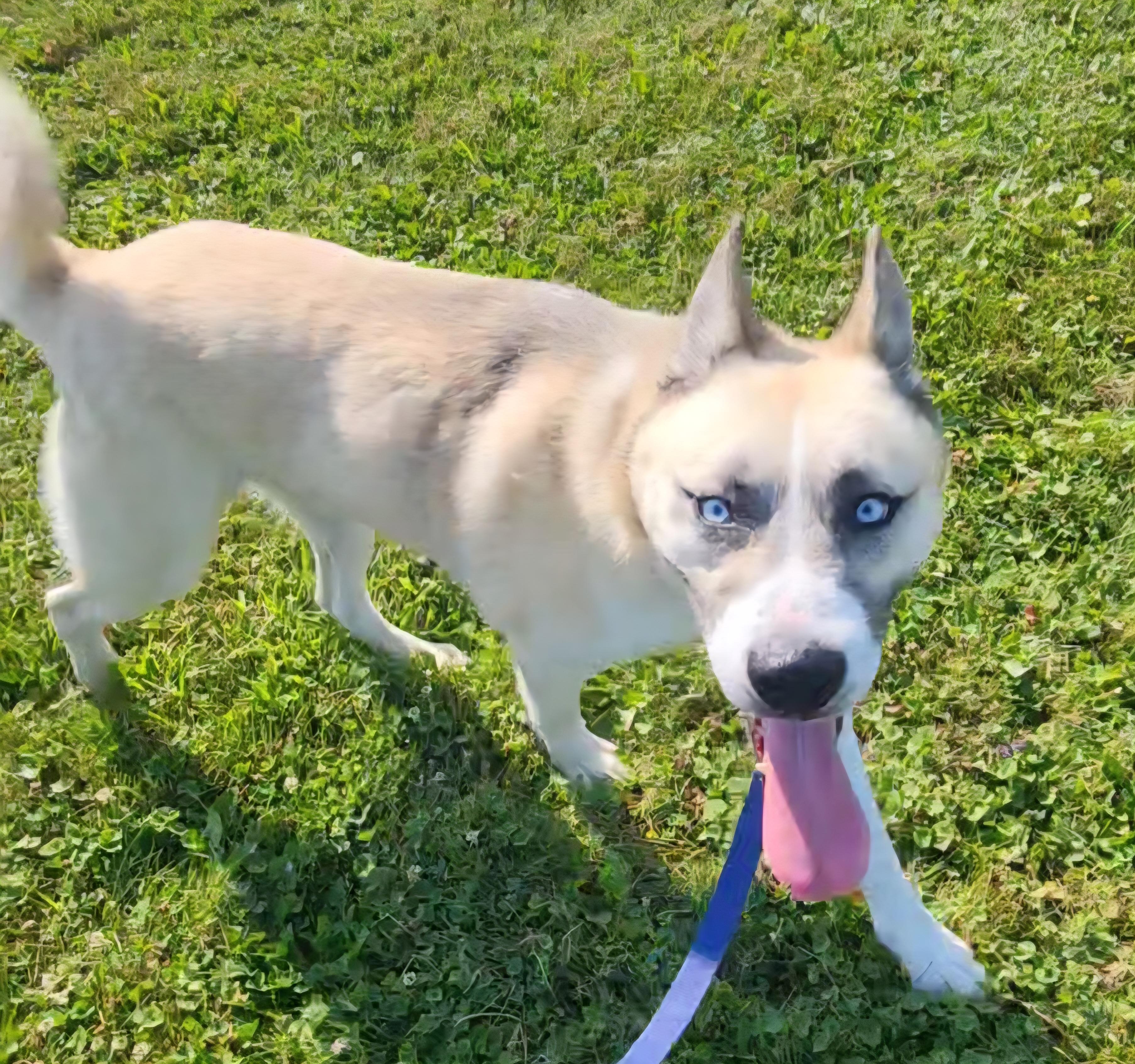 Enlarge Warrior, a Adoptable mixed breed in Ravenna, OH image 1/1