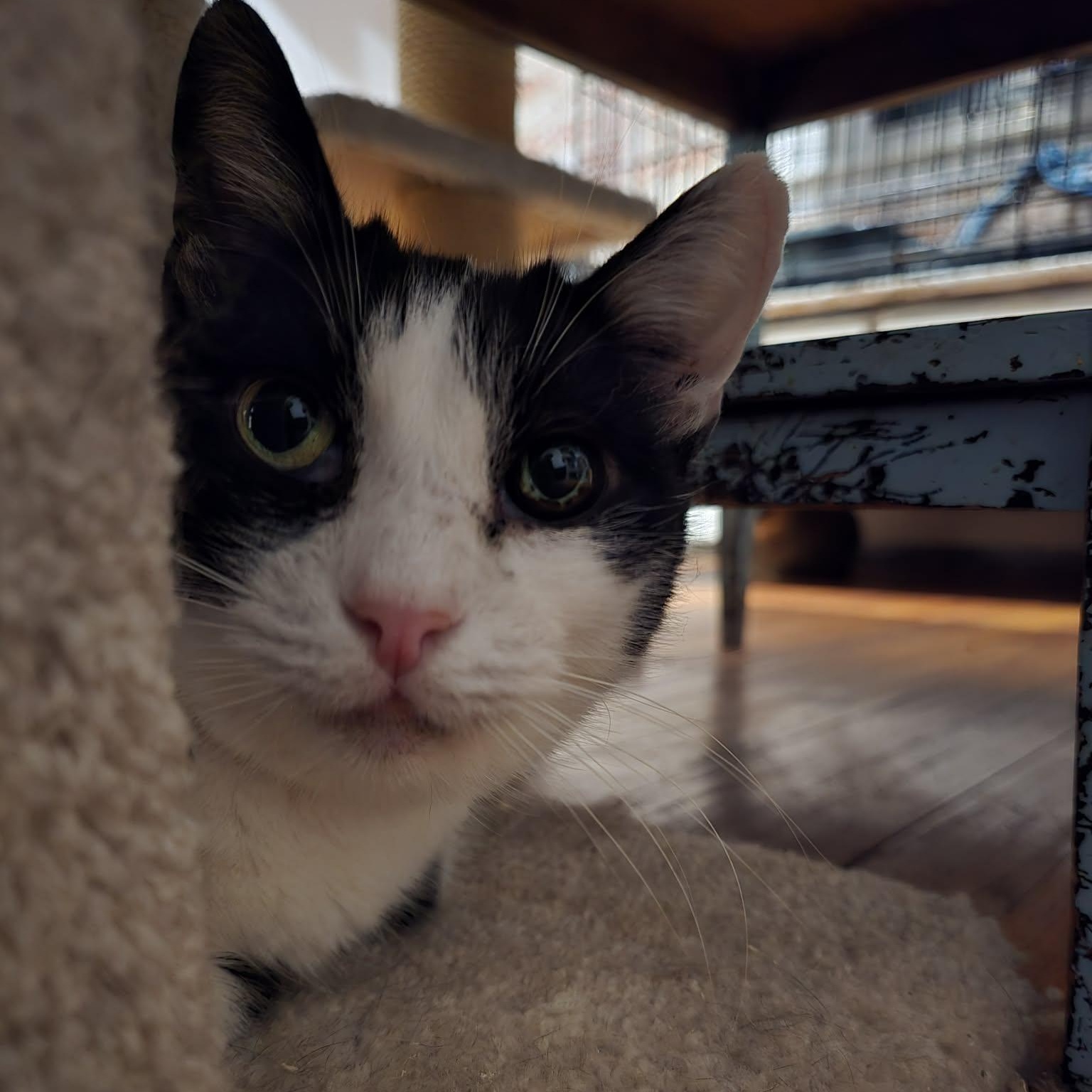 Enlarge Marjorie (senior), a ADOPTABLE Tuxedo in Huntington, NY image 2/3