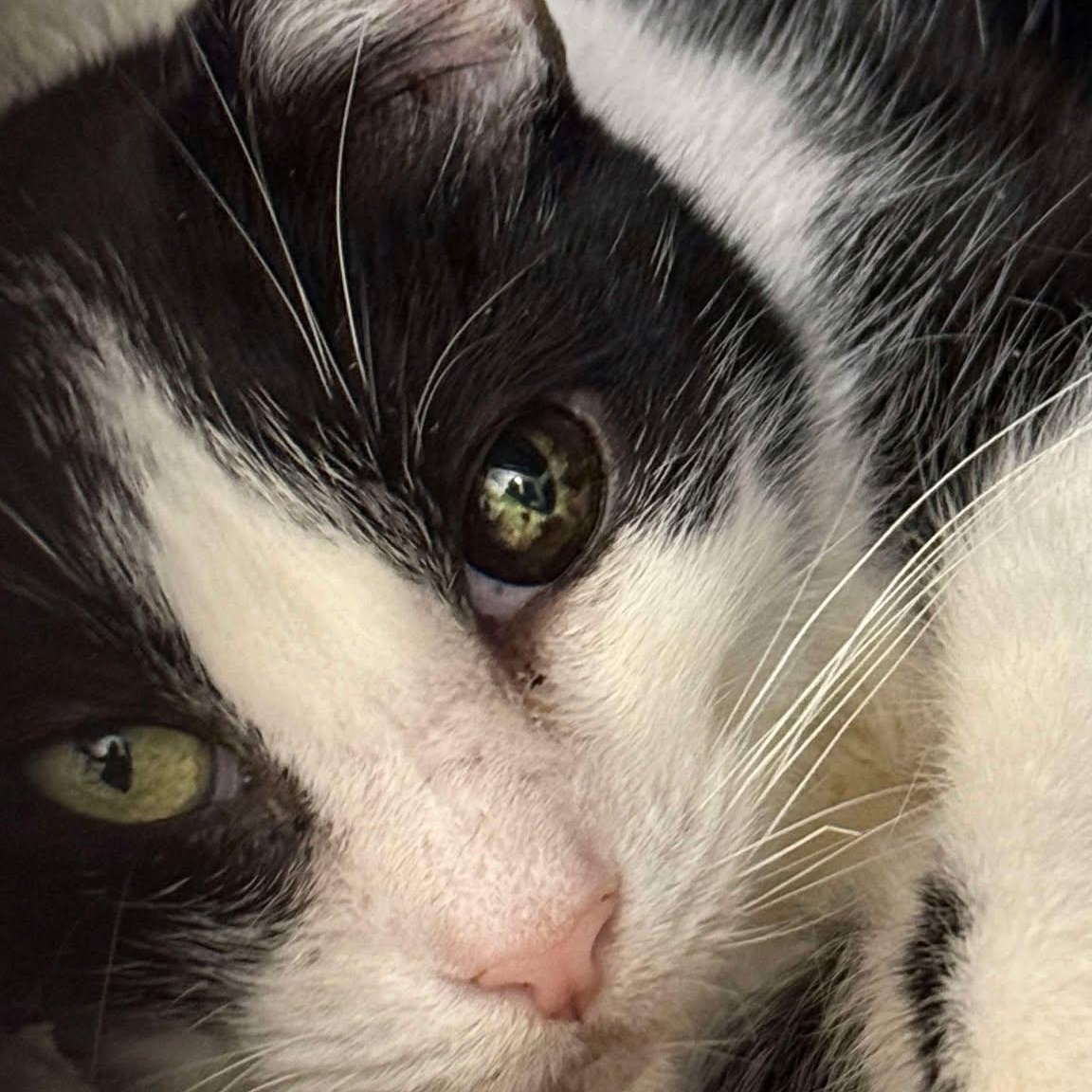 Enlarge Marjorie (senior), a ADOPTABLE Tuxedo in Huntington, NY image 3/3