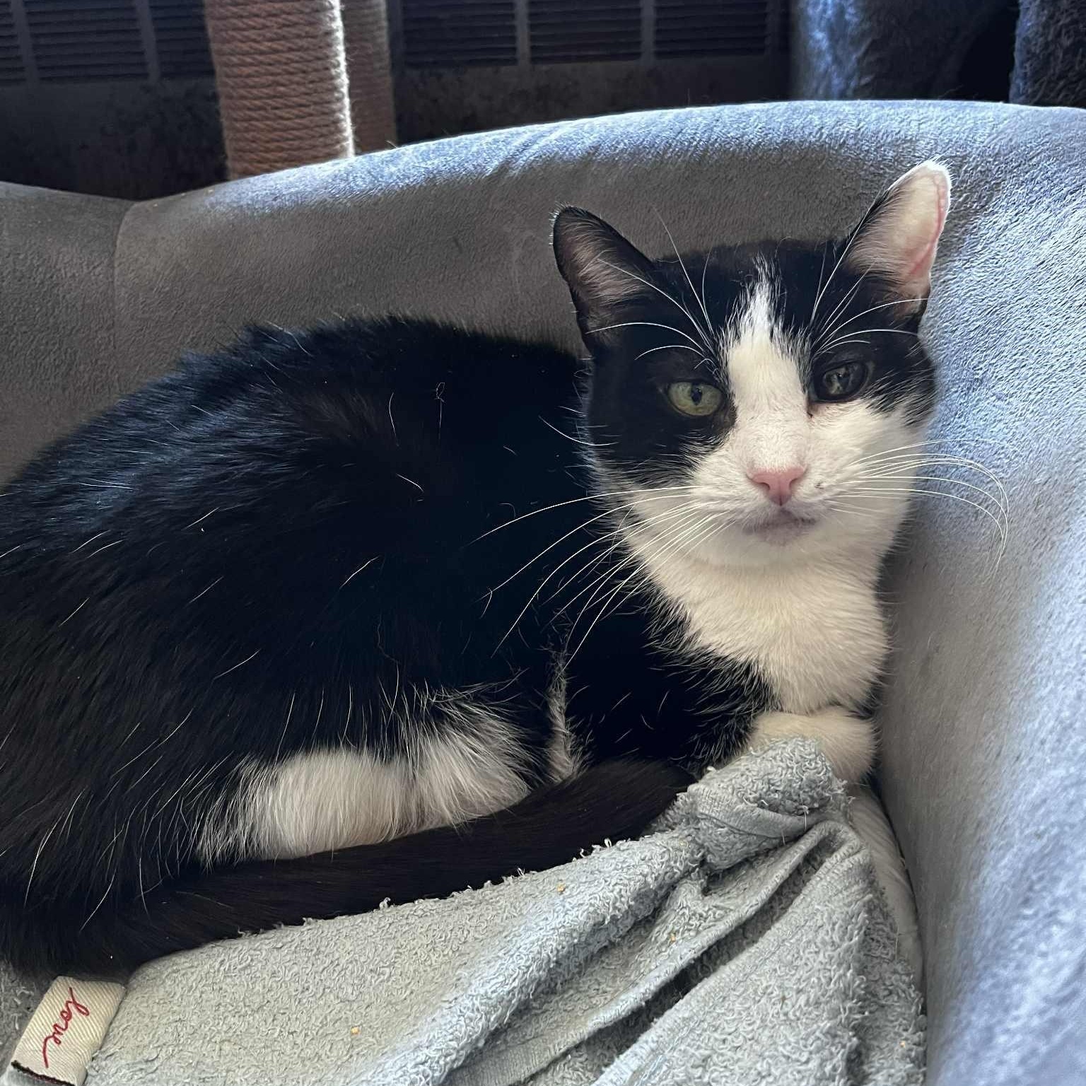 Marjorie (senior), a ADOPTABLE Tuxedo in Huntington, NY image 5/5