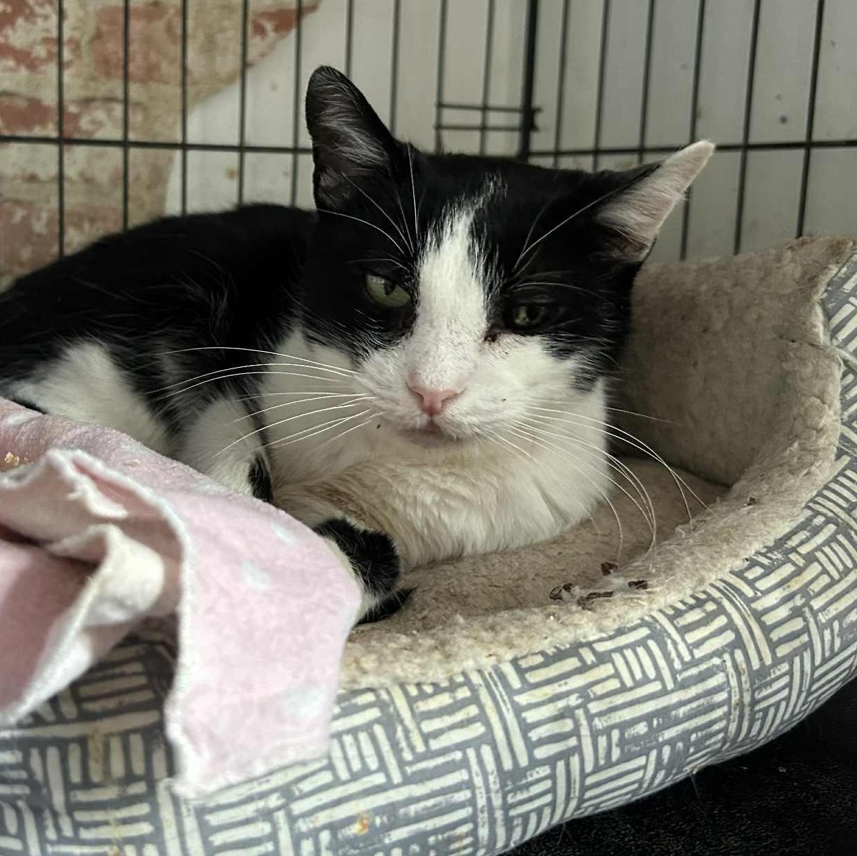 Enlarge Marjorie (senior), a ADOPTABLE Tuxedo in Huntington, NY image 1/3