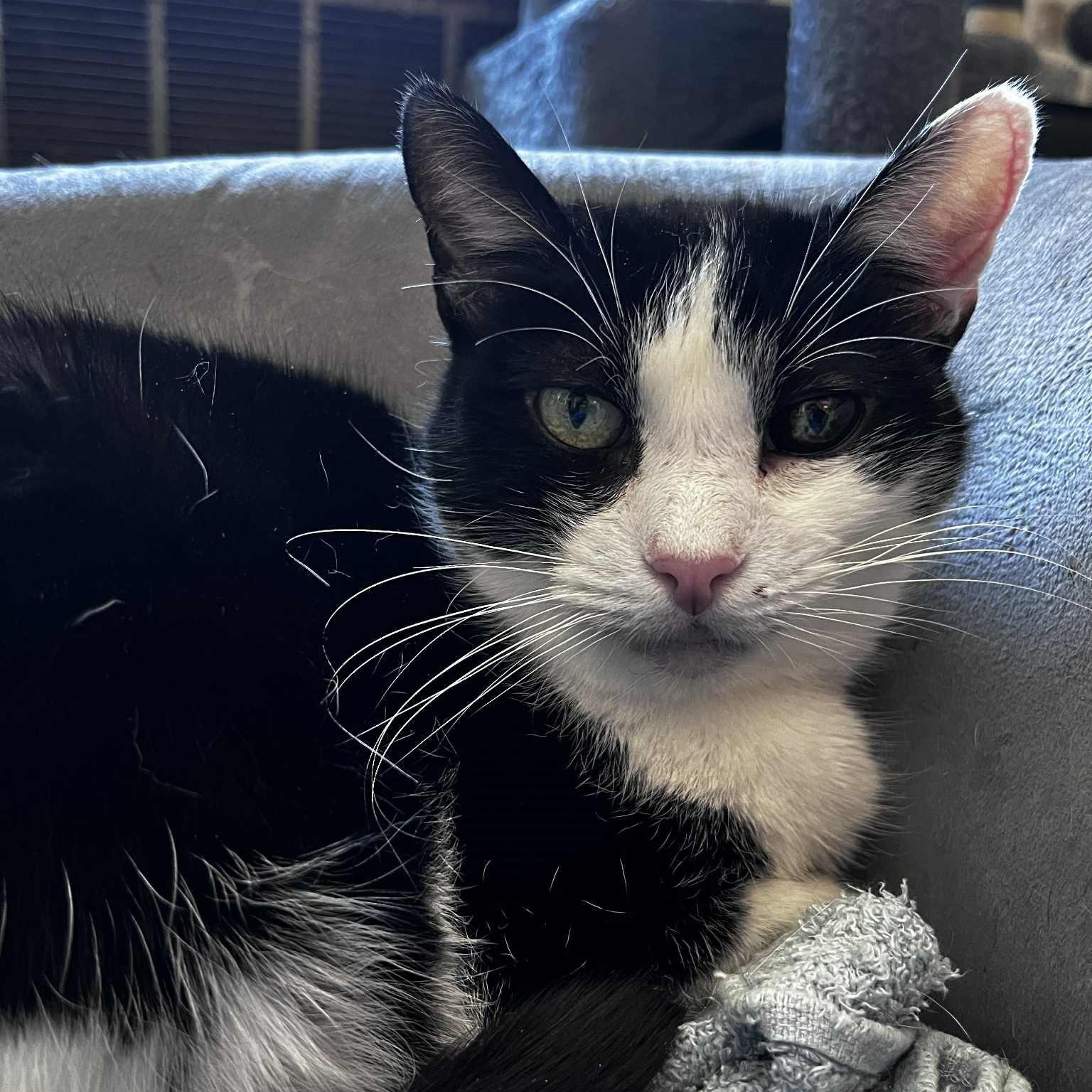 Marjorie (senior), ADOPTABLE, Senior Female Tuxedo.