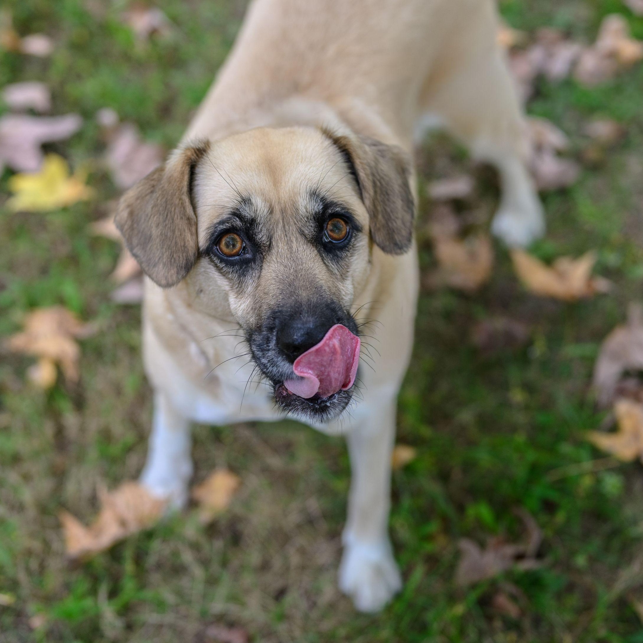 Enlarge SAHARA, a Adoptable mixed breed in Hamilton, NJ image 5/6