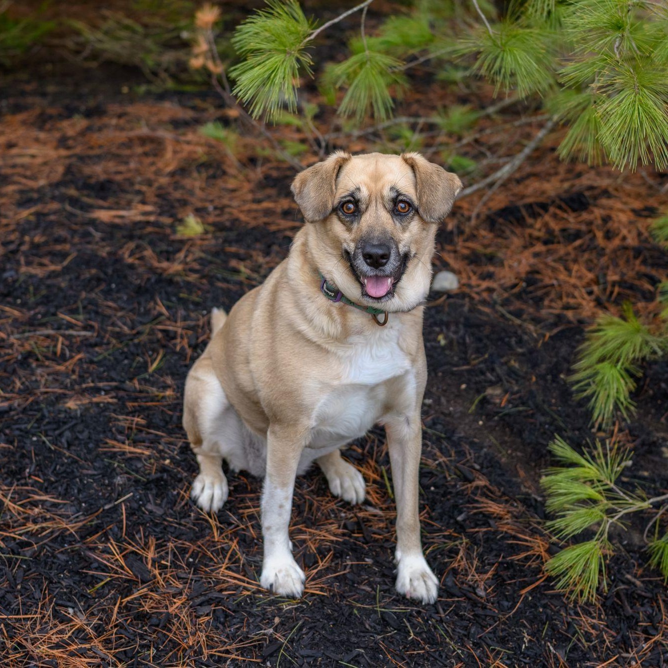 Enlarge SAHARA, an adopted mixed breed in Hamilton, NJ image 2/6